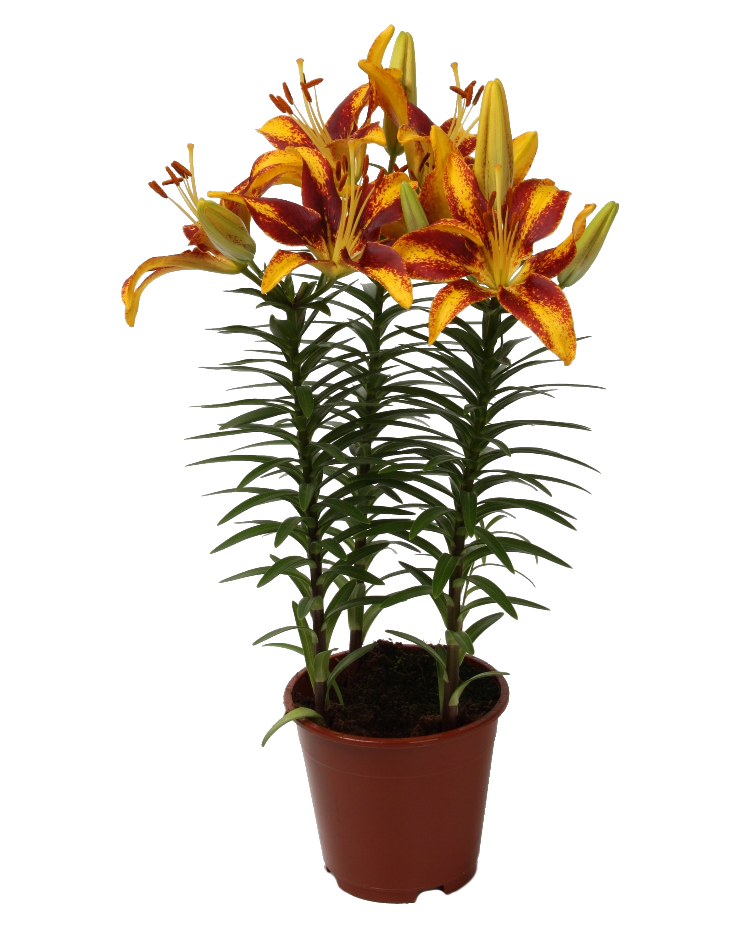 Lilia Azjatycka mix 45 cm