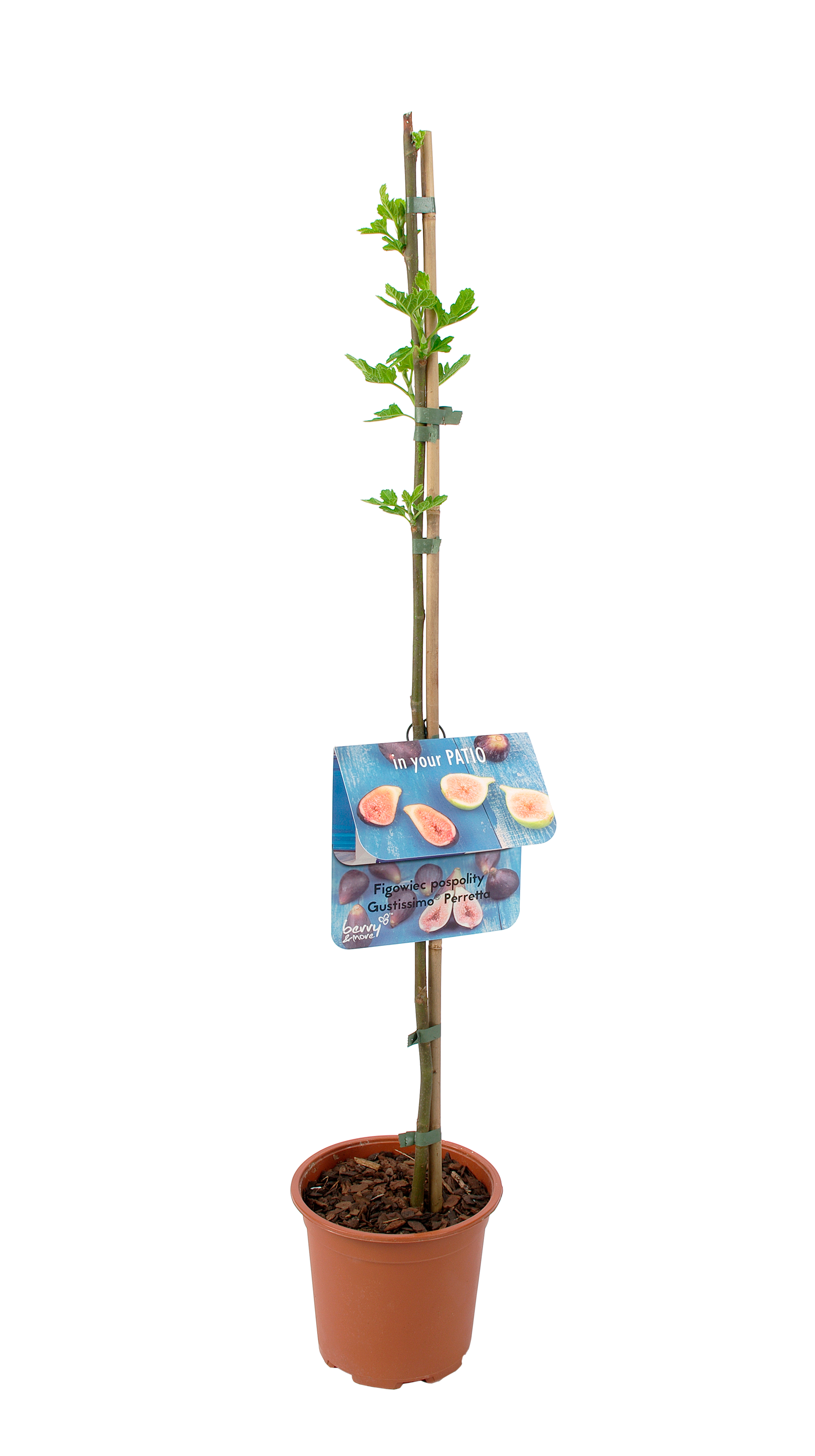 Figowiec Gustissimo 60 cm Berry&amp;More™