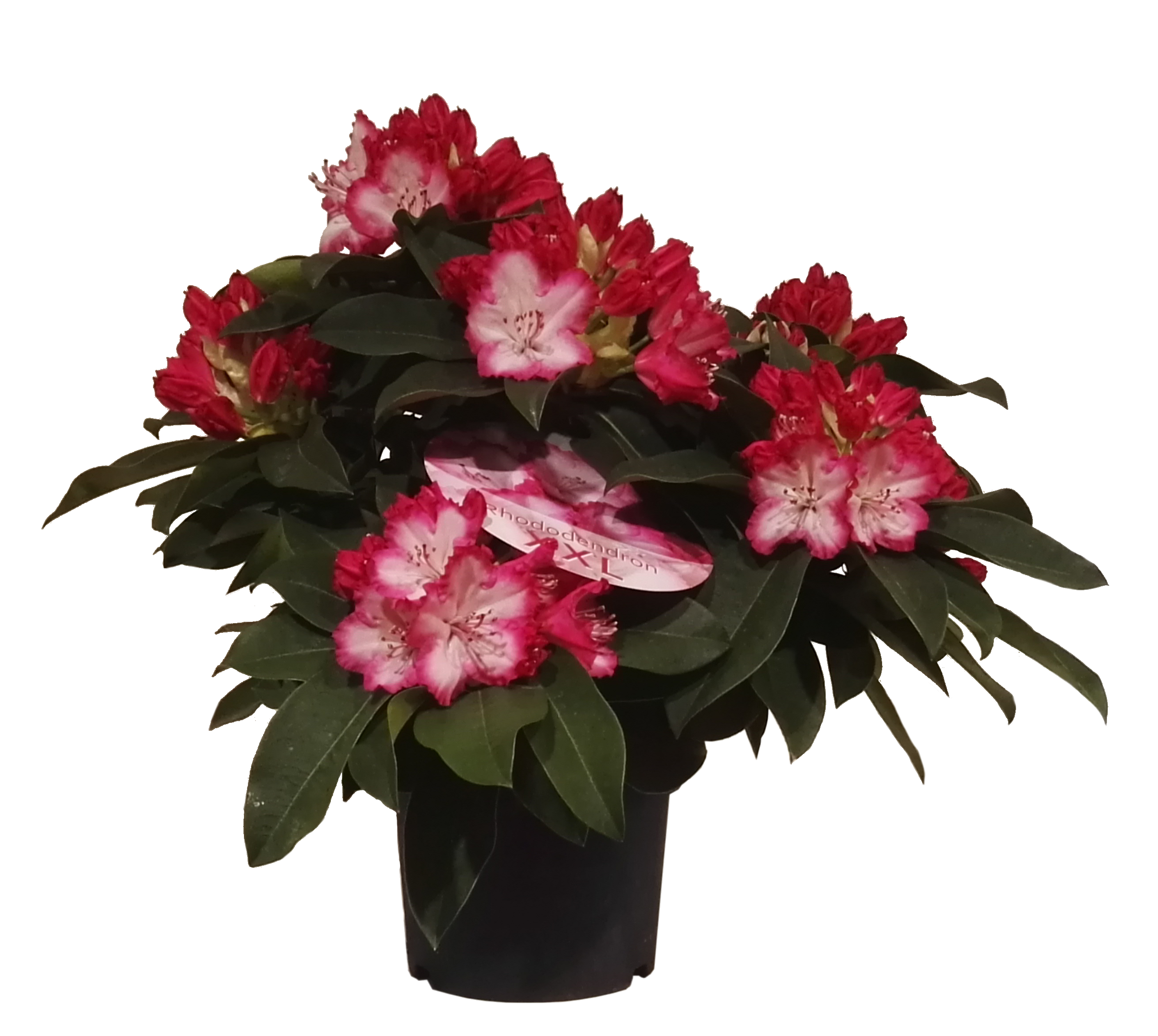 Rododendron Azalia Różanecznik xxl mix 40-50 cm