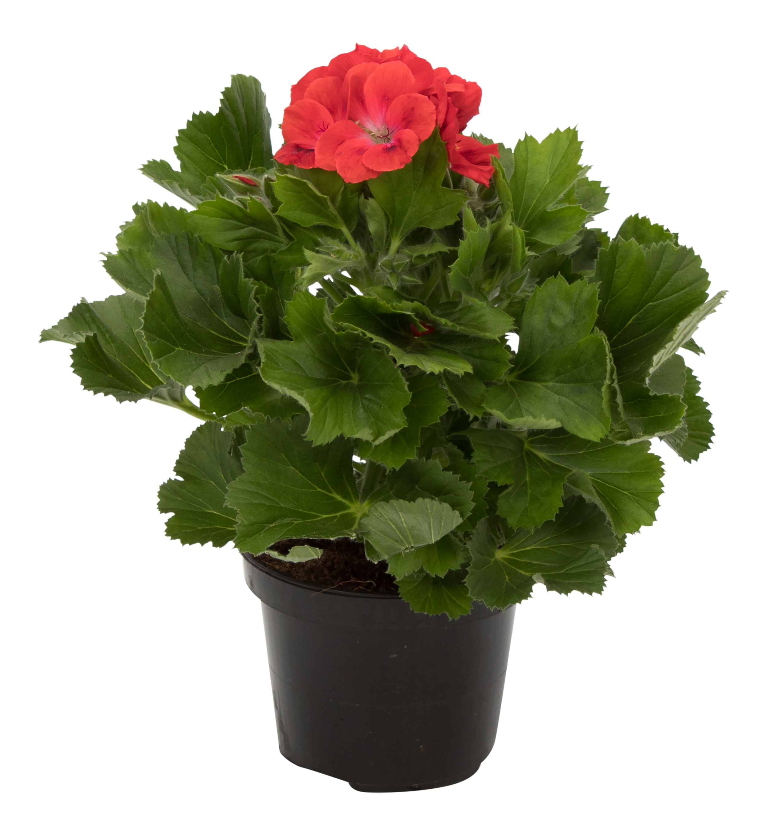 Pelargonia angielska mix 25 cm