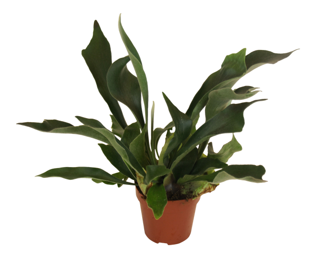 Łosie rogi Platycerium 30 cm