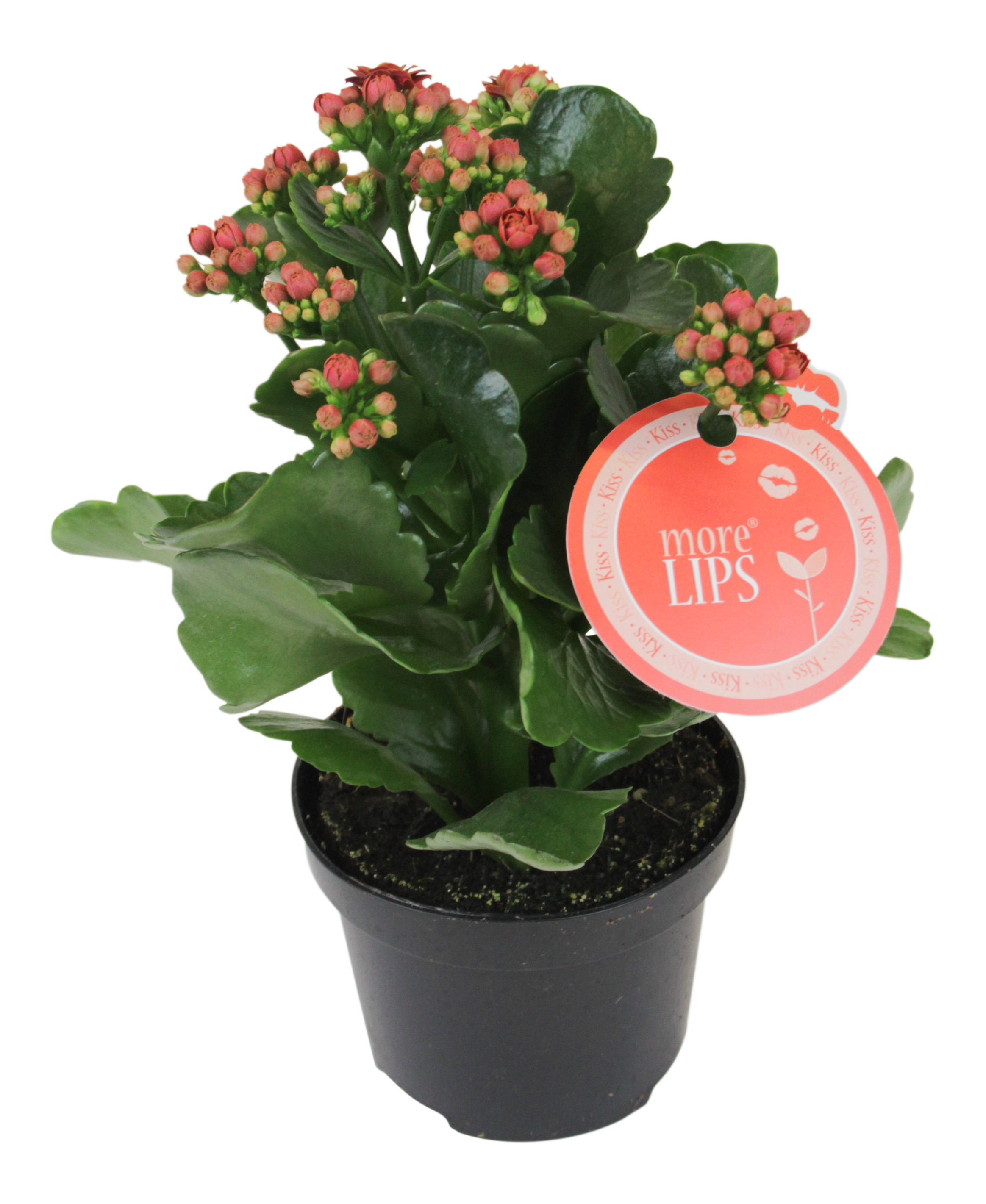 Żyworódka Kalanchoe MoreLips mix 15cm