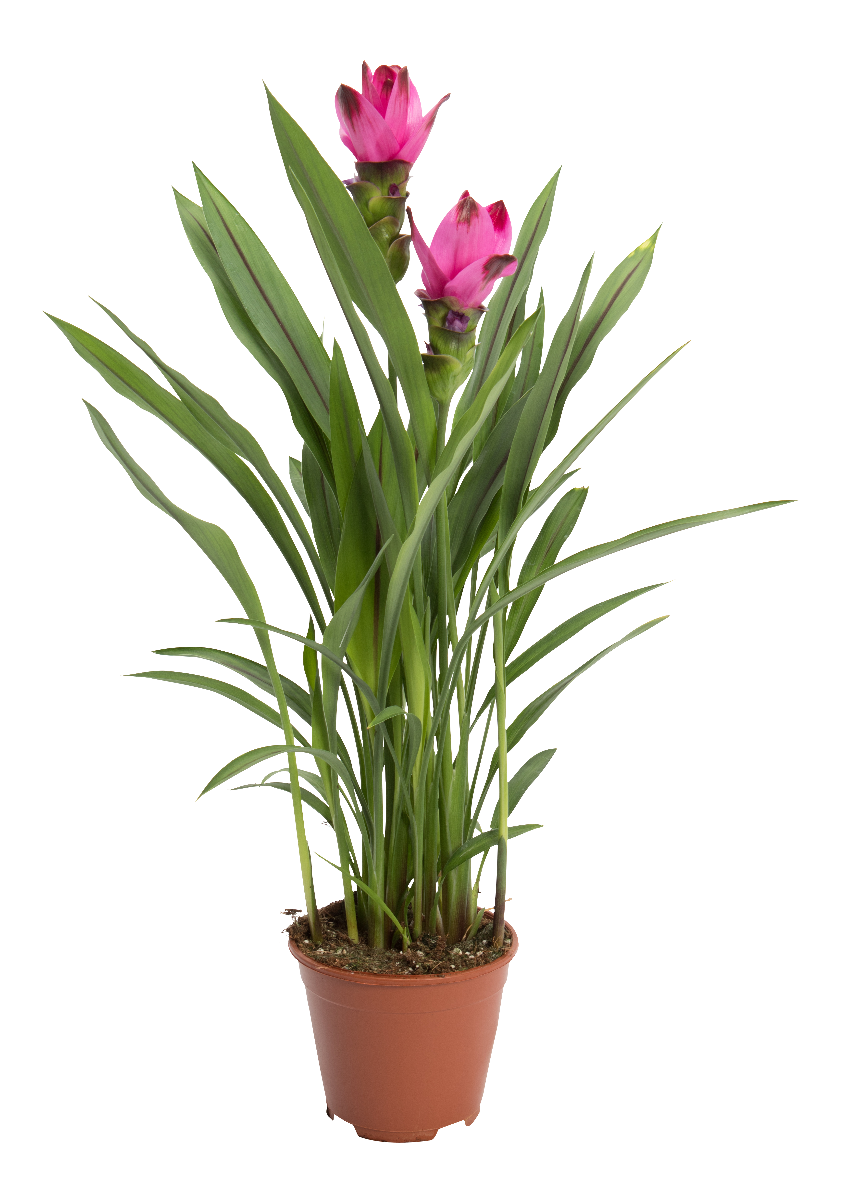 Kurkuma Ostryż żabieńcolistny Siam Splash Pink 55cm