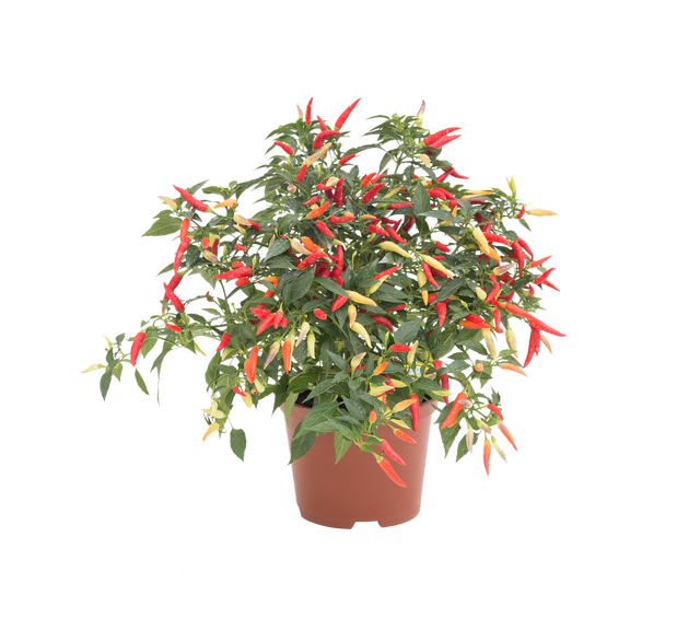 Papryka balkonowa mix 20-30 cm