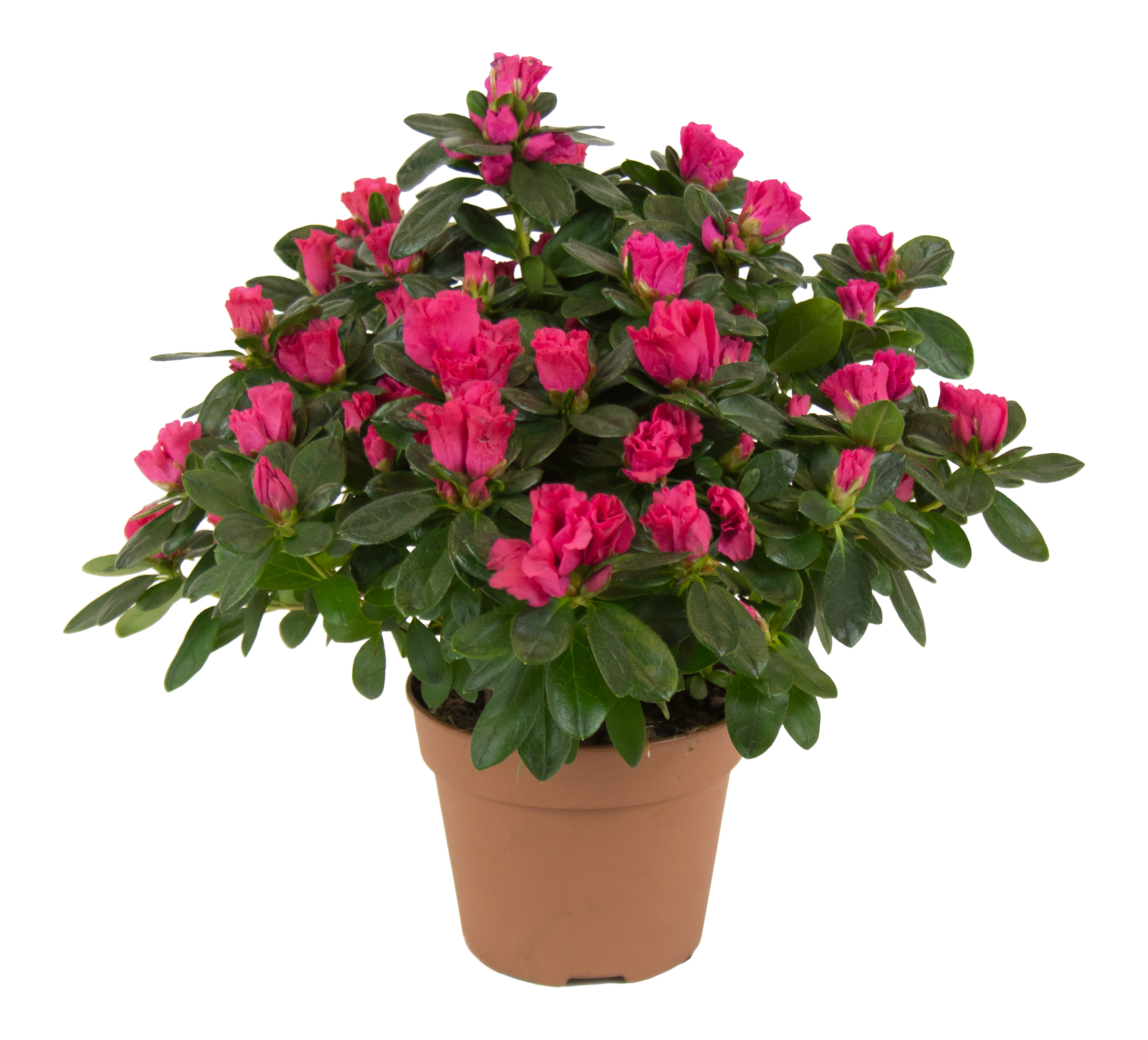 Azalia Różanecznik Rododendron czerwona 35cm
