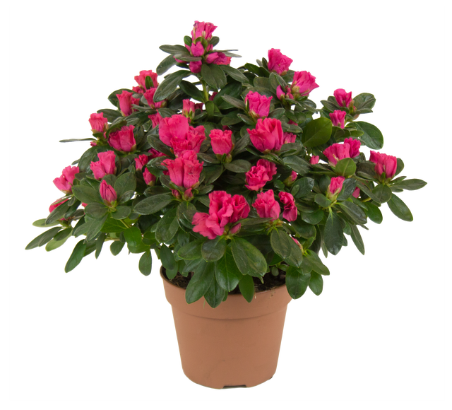 Azalia Różanecznik Rododendron czerwona 35cm