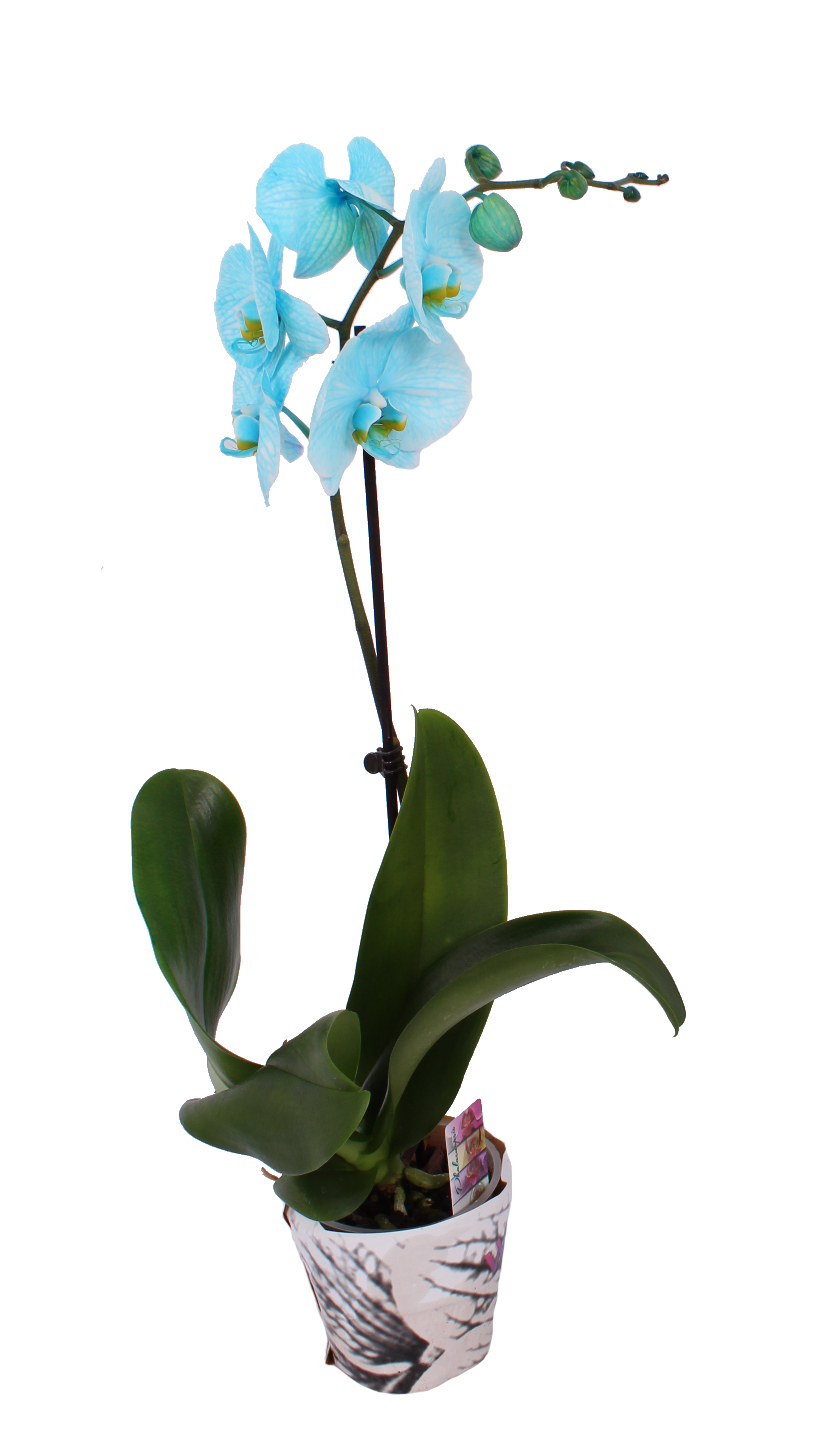 Storczyk Falenopsis farbowany mix 50-70cm 1 pęd