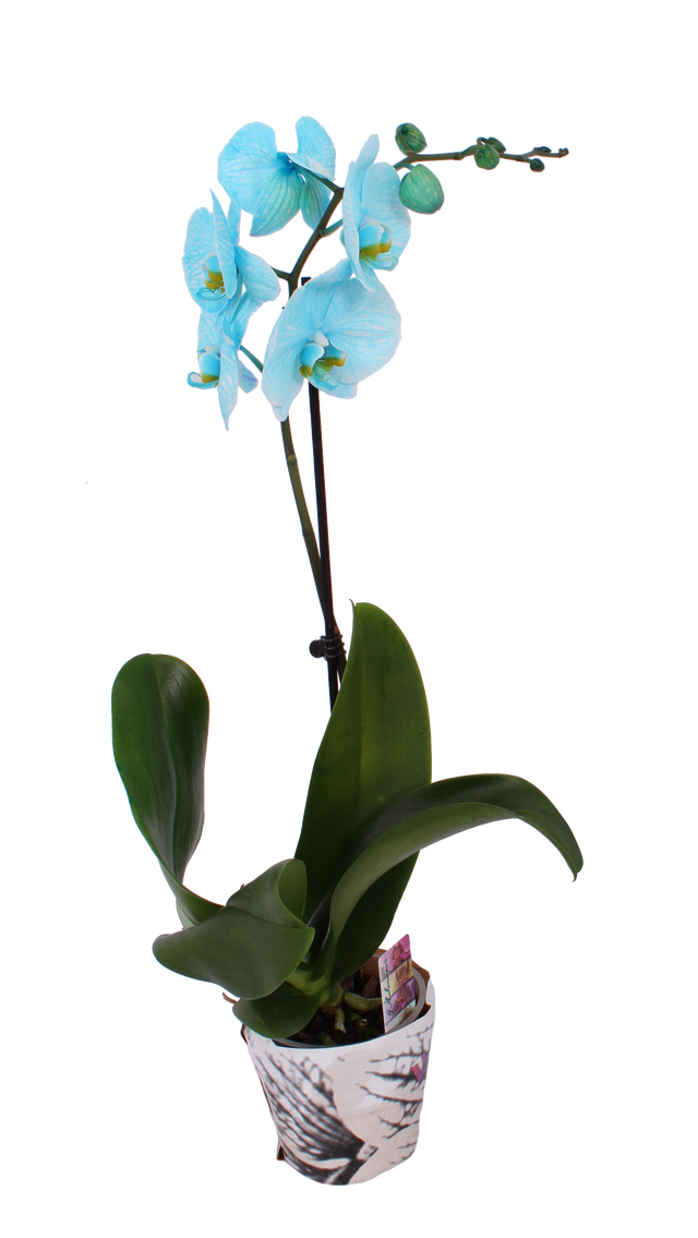 Storczyk Falenopsis farbowany mix 50-70cm 1 pęd