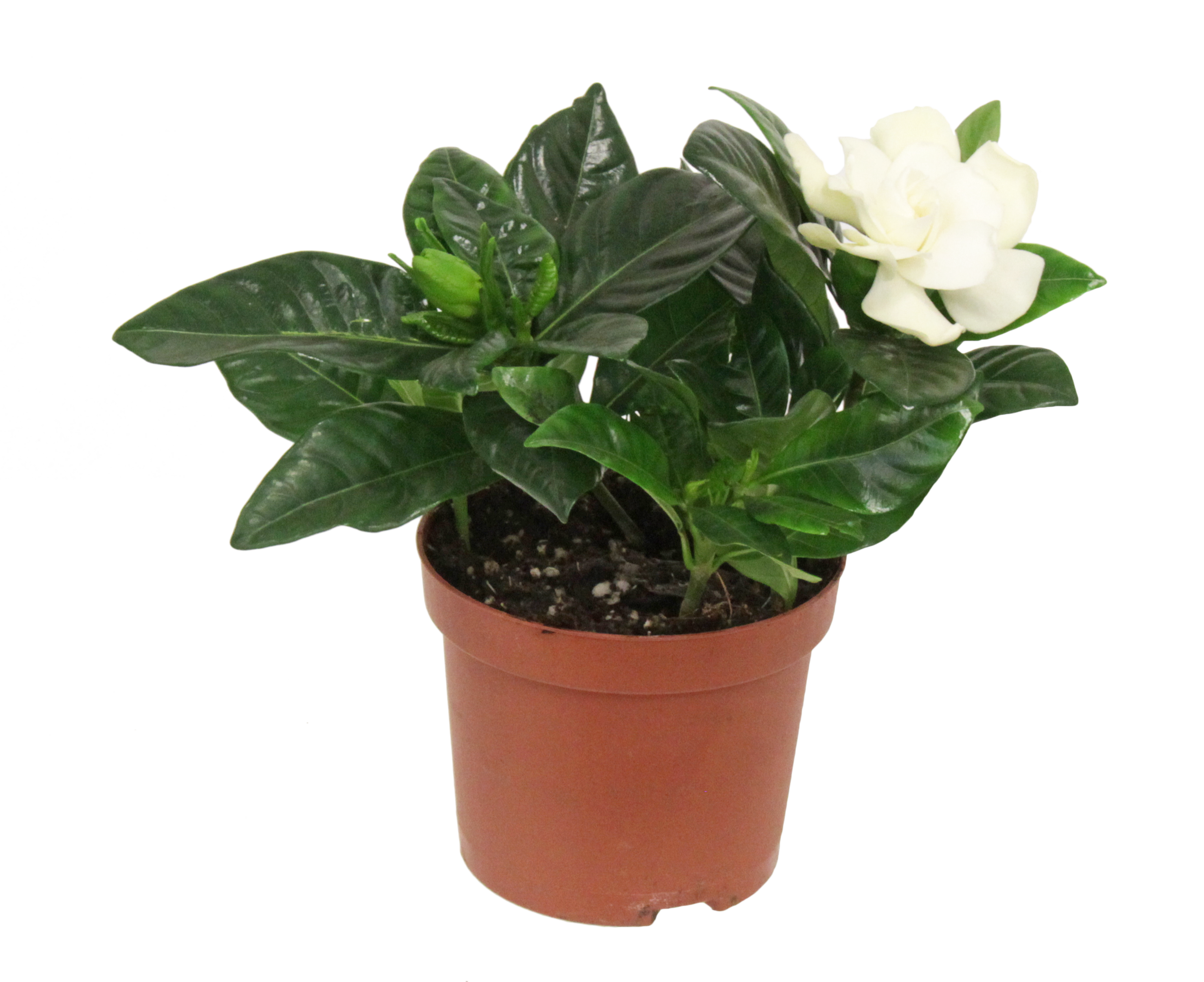 Gardenia jaśminowata 15 cm P9 ret