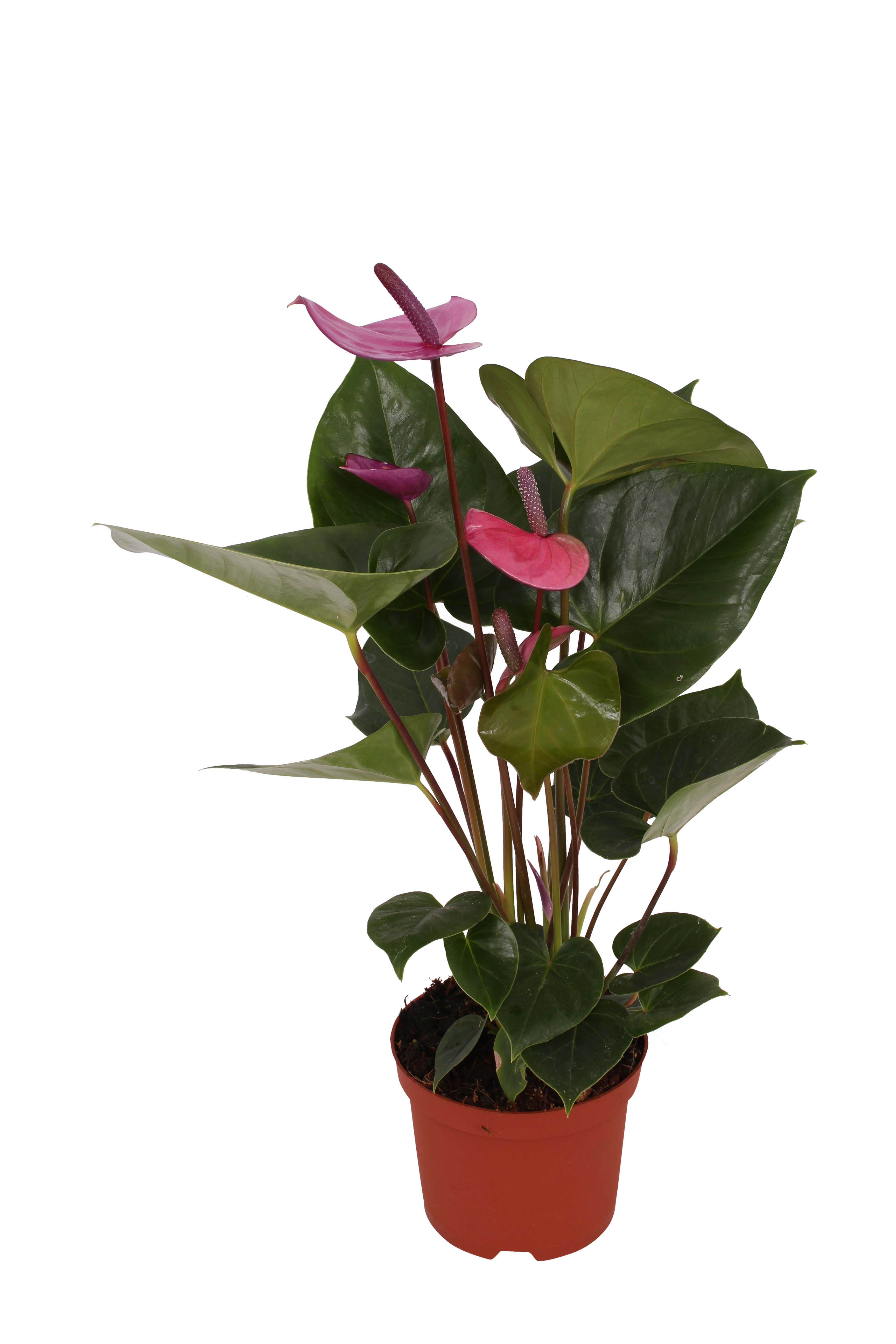 Anturium Andreego 'Cavalli' 50 cm