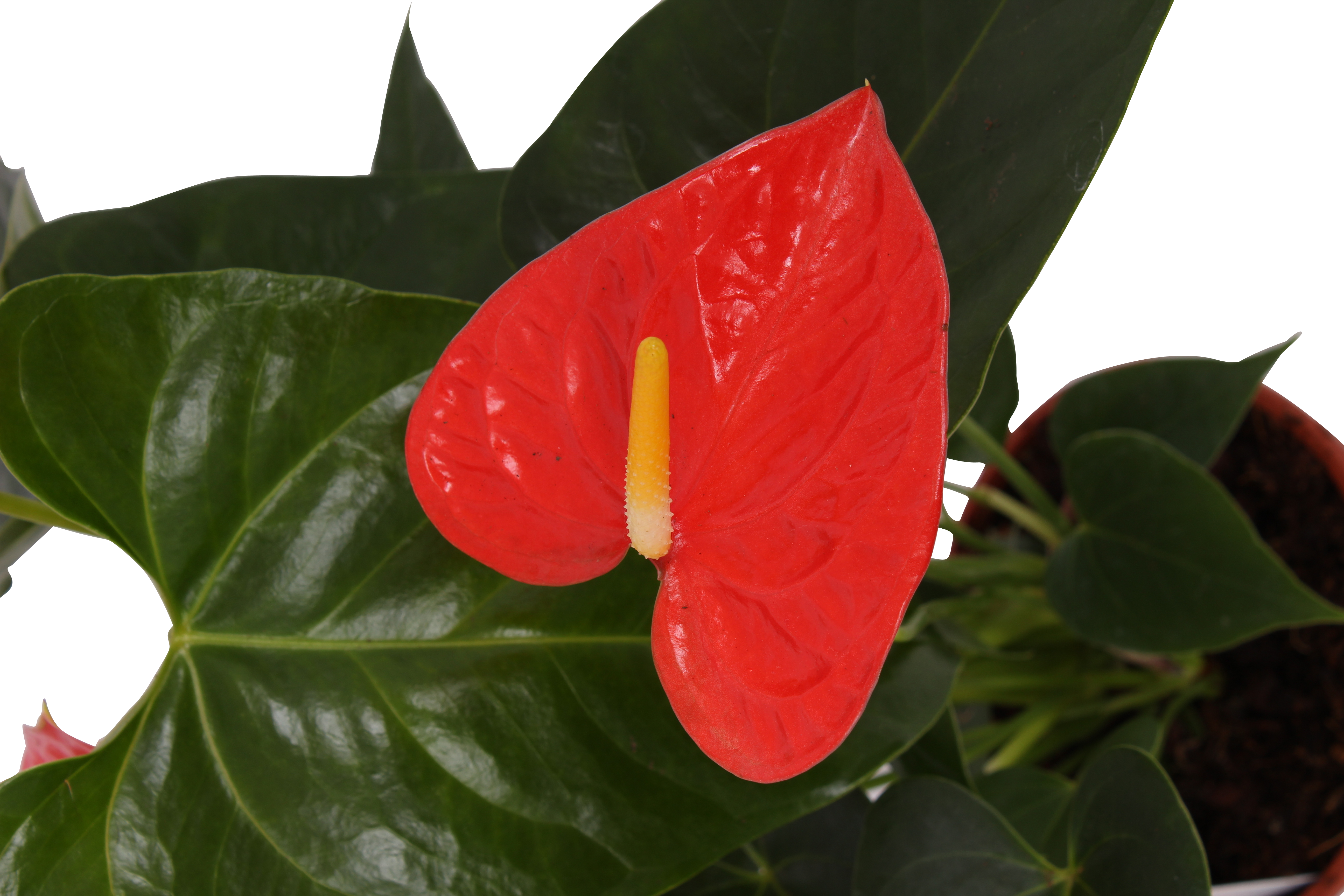 Anturium Prince of Orange 45cm - 2