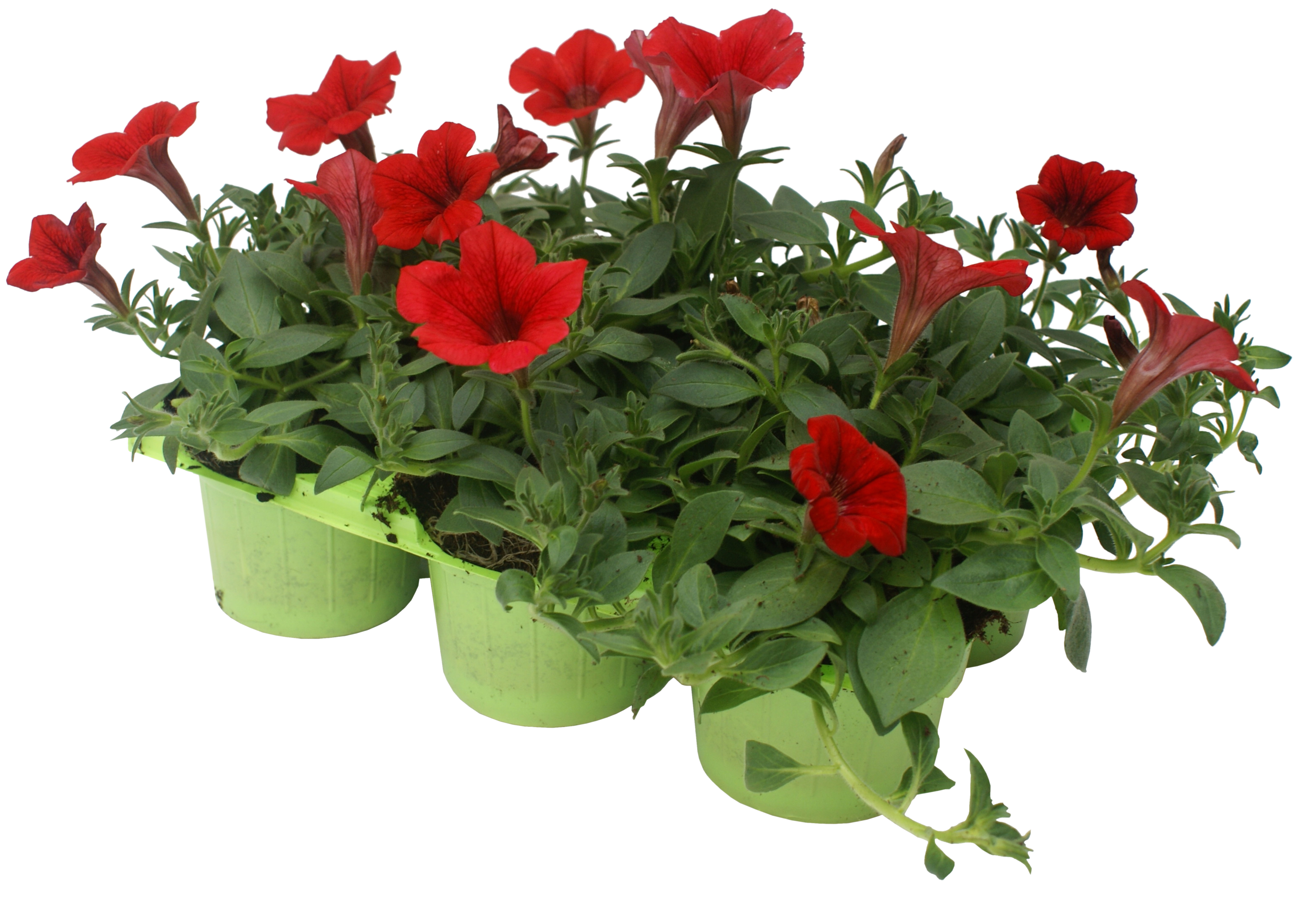 Surfinia Petunia mix 20 - 25 cm 6-pak