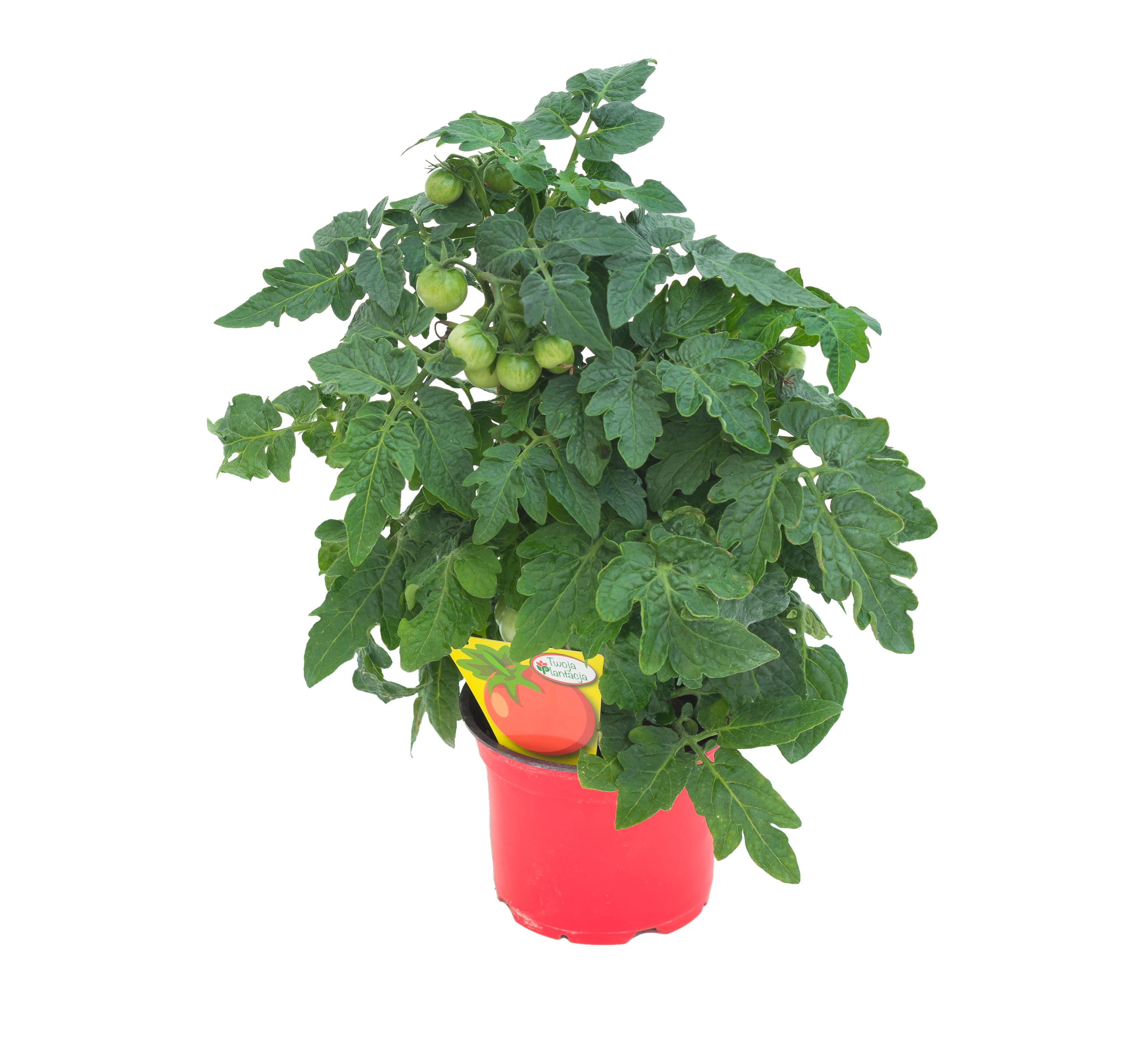 Pomidor balkonowy koktajlowy mix 20-30 cm Twoja plantacja