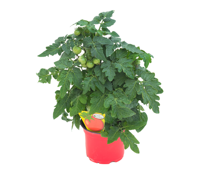 Pomidor balkonowy koktajlowy mix 20-30 cm Twoja plantacja