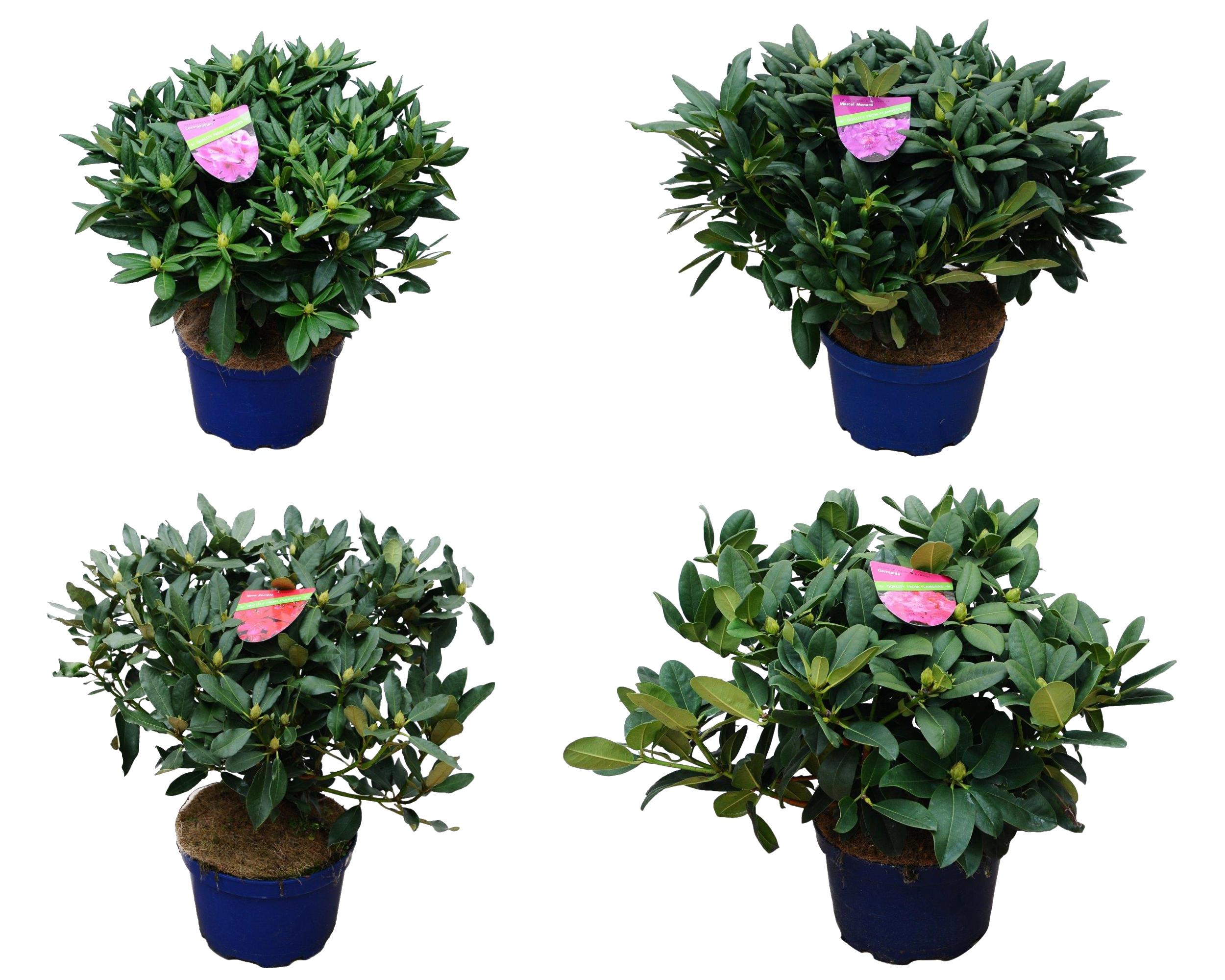 Rododendron Azalia Różanecznik mix 60 cm