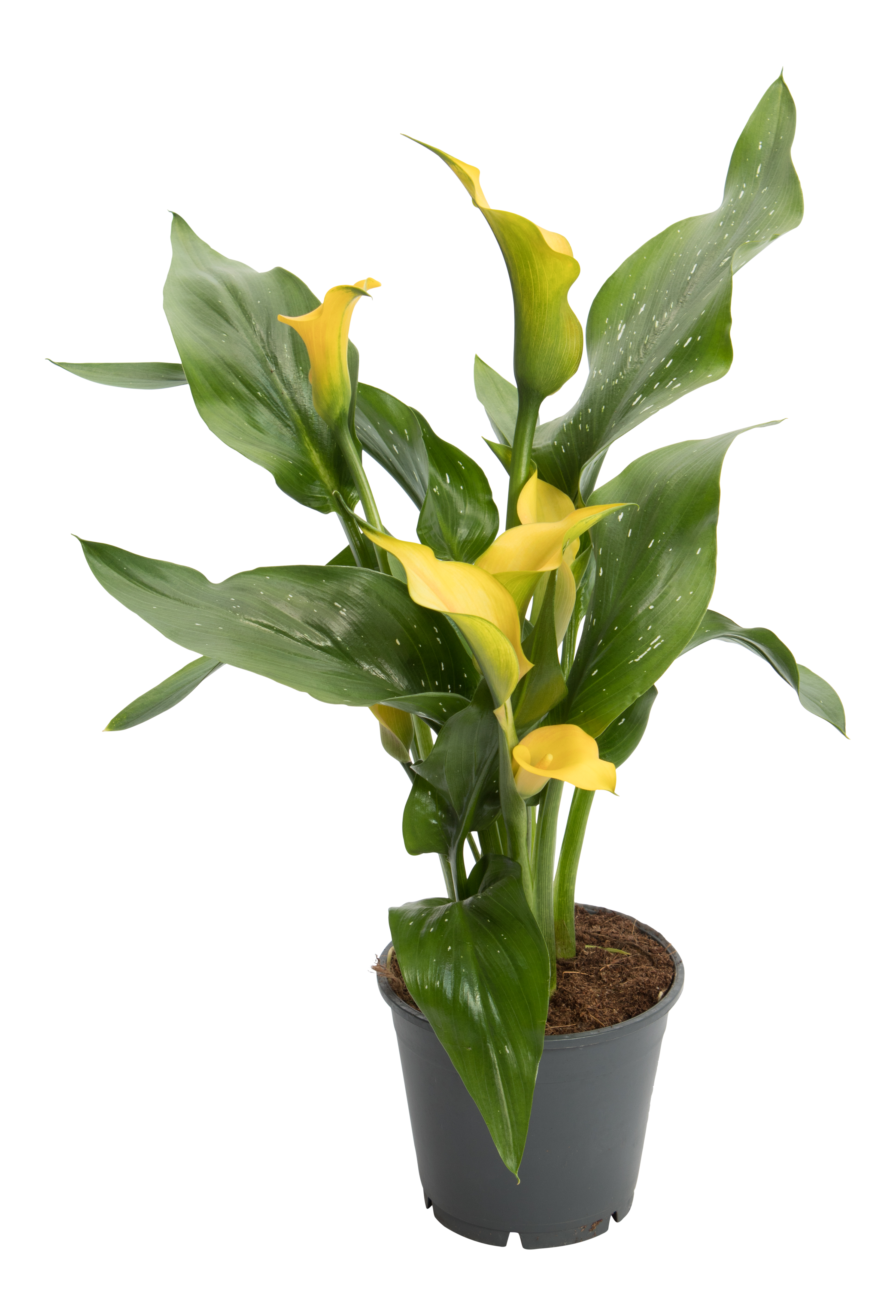Kalia żółta 45cm