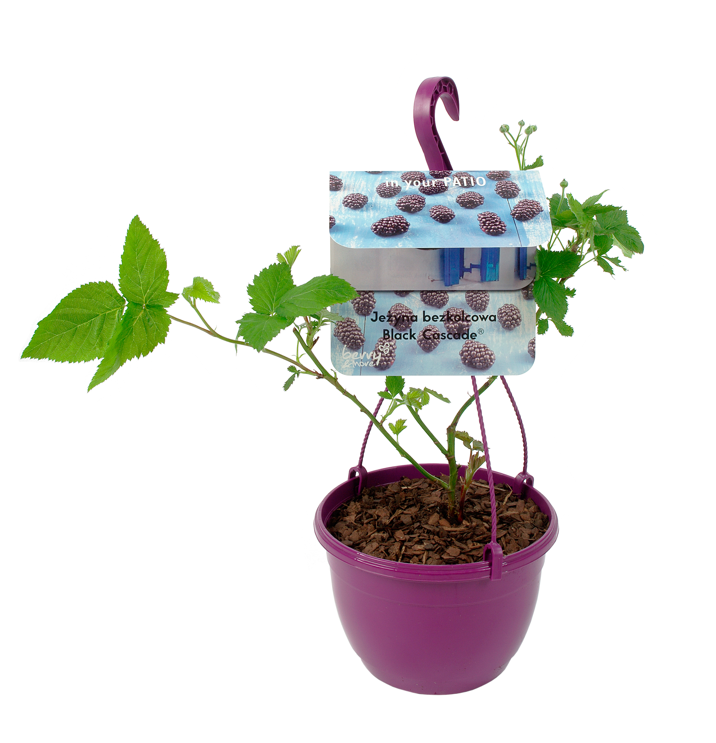 Jeżyna Black Cascade 40 cm Berry&amp;More™