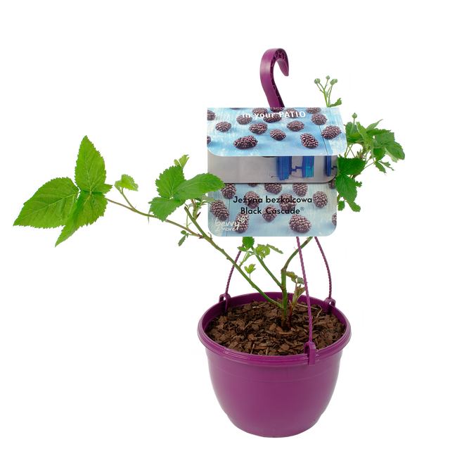 Jeżyna Black Cascade 40 cm Berry&More™