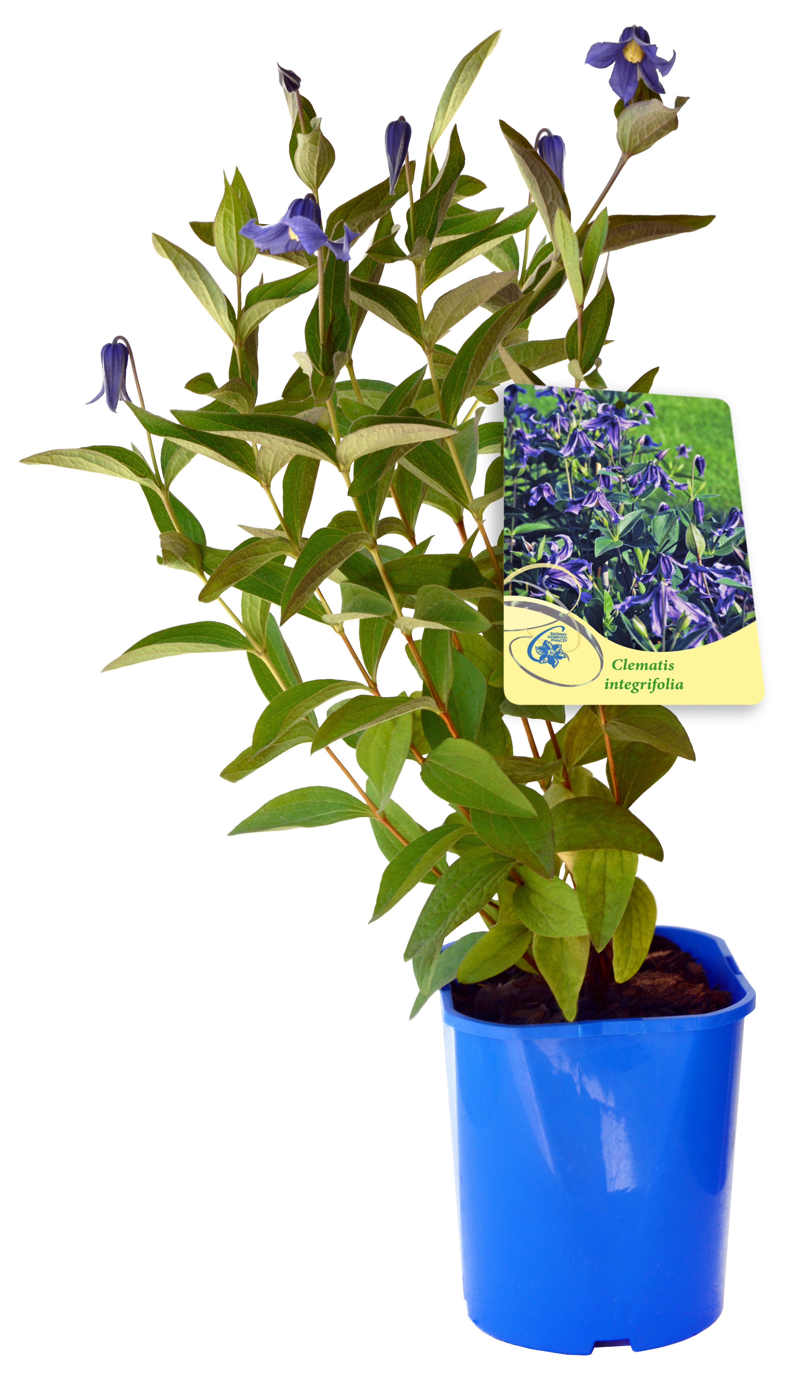 Powojnik bylinowy mix 30 cm