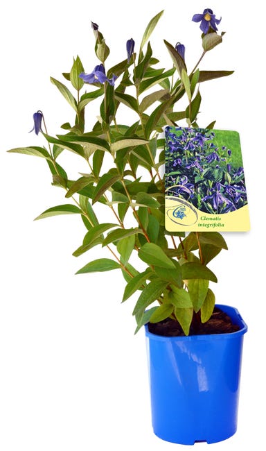 Powojnik bylinowy mix 30 cm 45739295