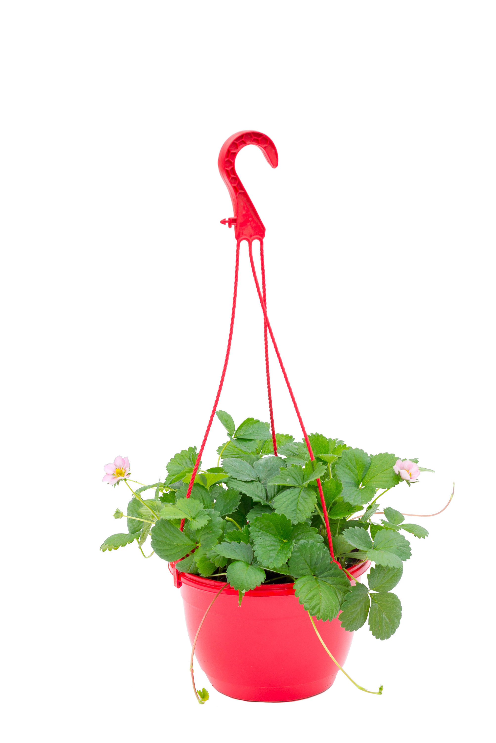 Truskawka wisząca mix 20-30 cm