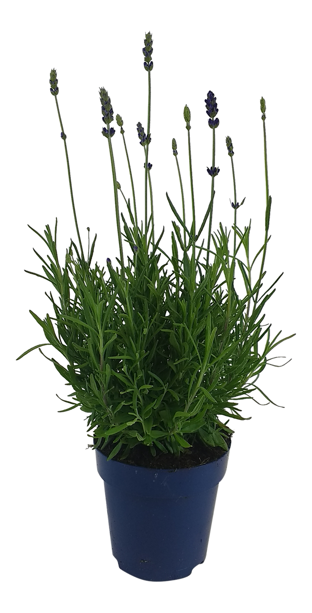 Lawenda wąskolistna Essence Purple 25-30 cm