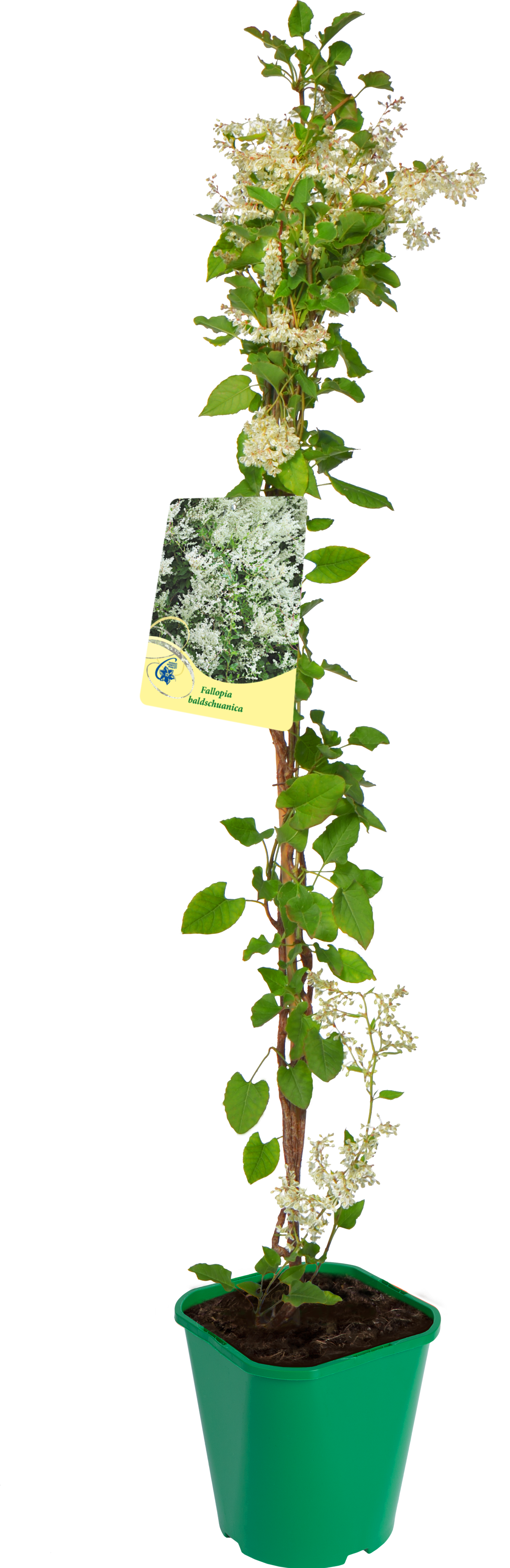 Rdestówka Rdest bucharski Fallopia bucharska 90 cm