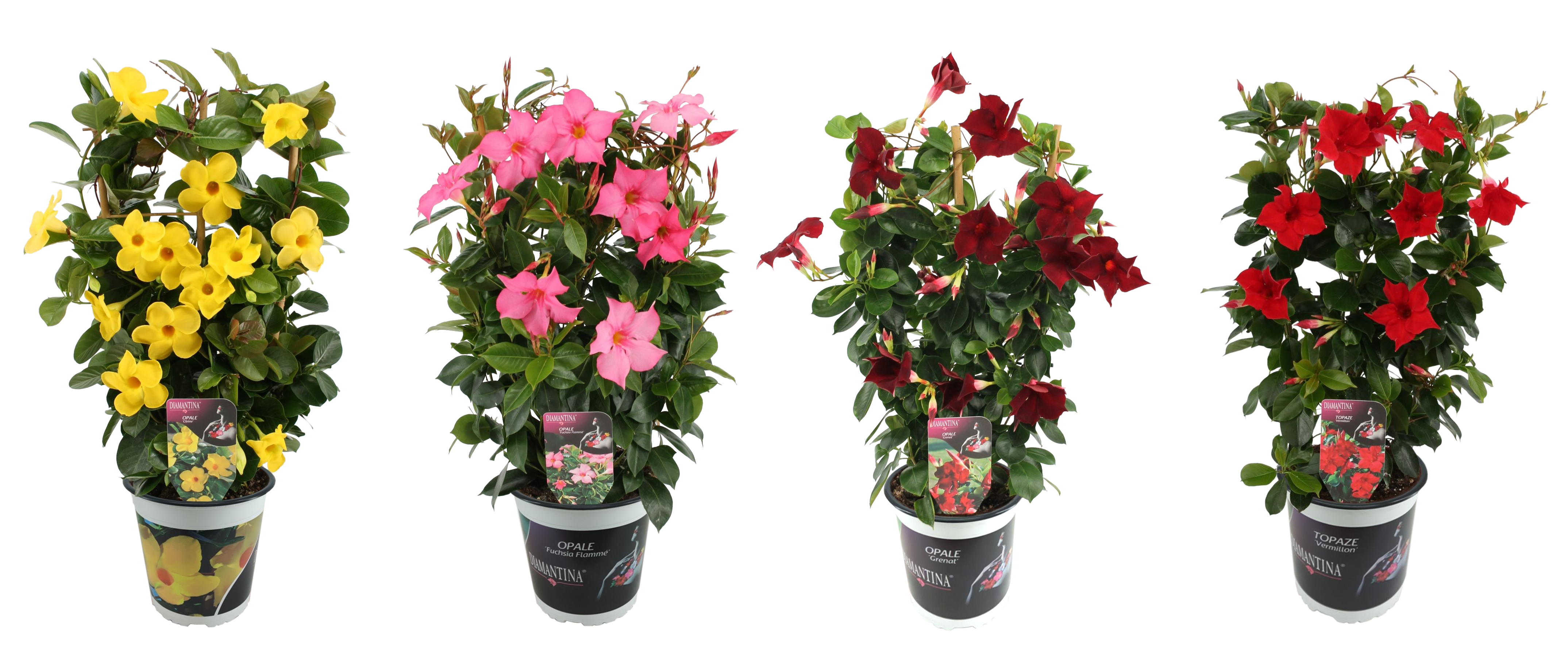 Dipladenia Diamantina mix 60-65 cm