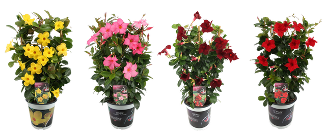 Dipladenia Diamantina mix 60-65 cm