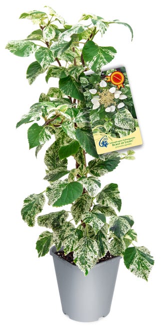 Przywarka japonska mix 90 cm 45710735