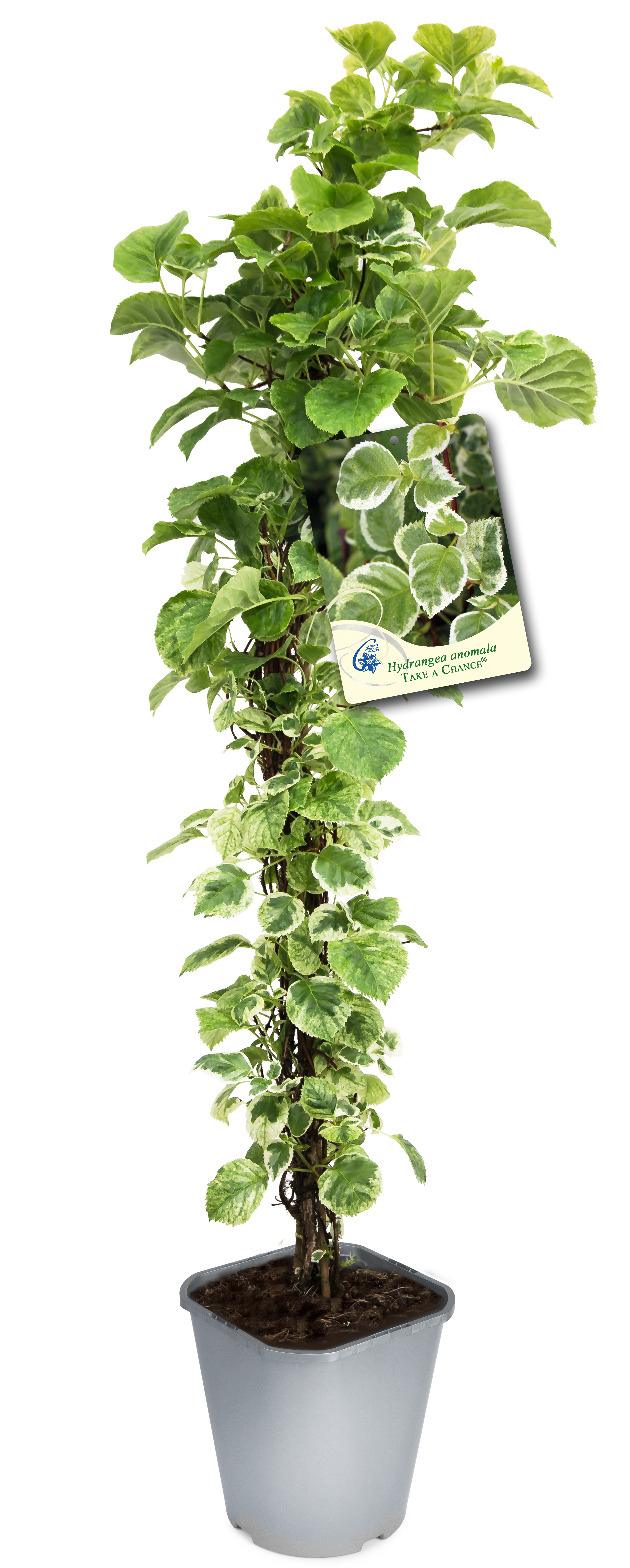 Hortensja pnąca mix 90 cm