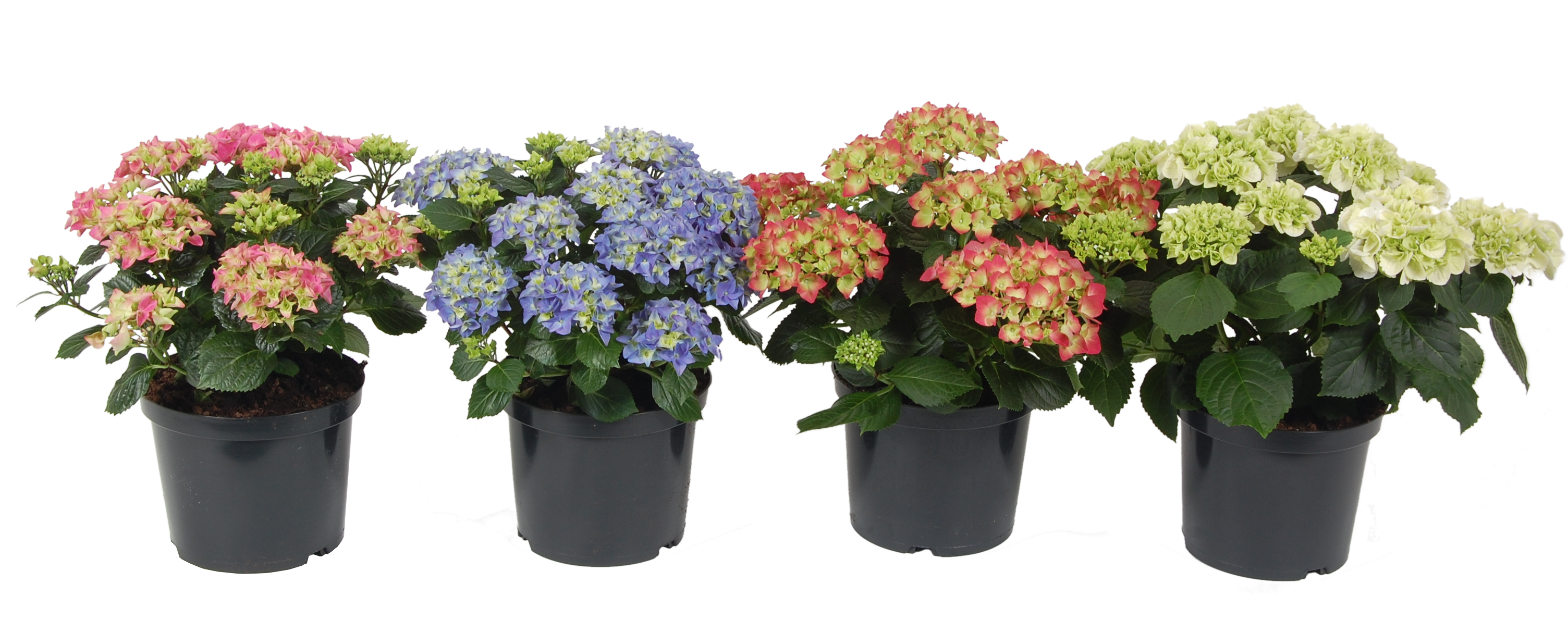 Hortensja ogrodowa wielkokwiatowa 35-45 cm