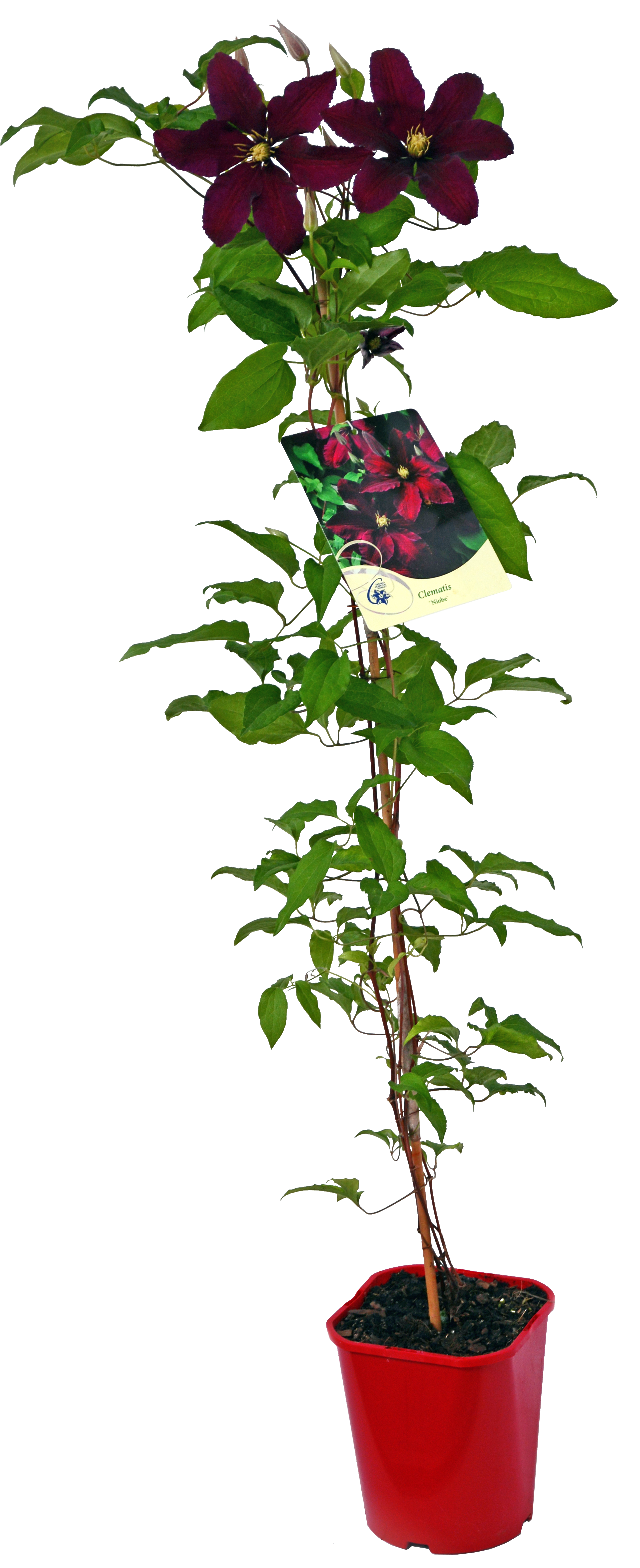 Powojnik wielkokwiatowy mix 90 cm
