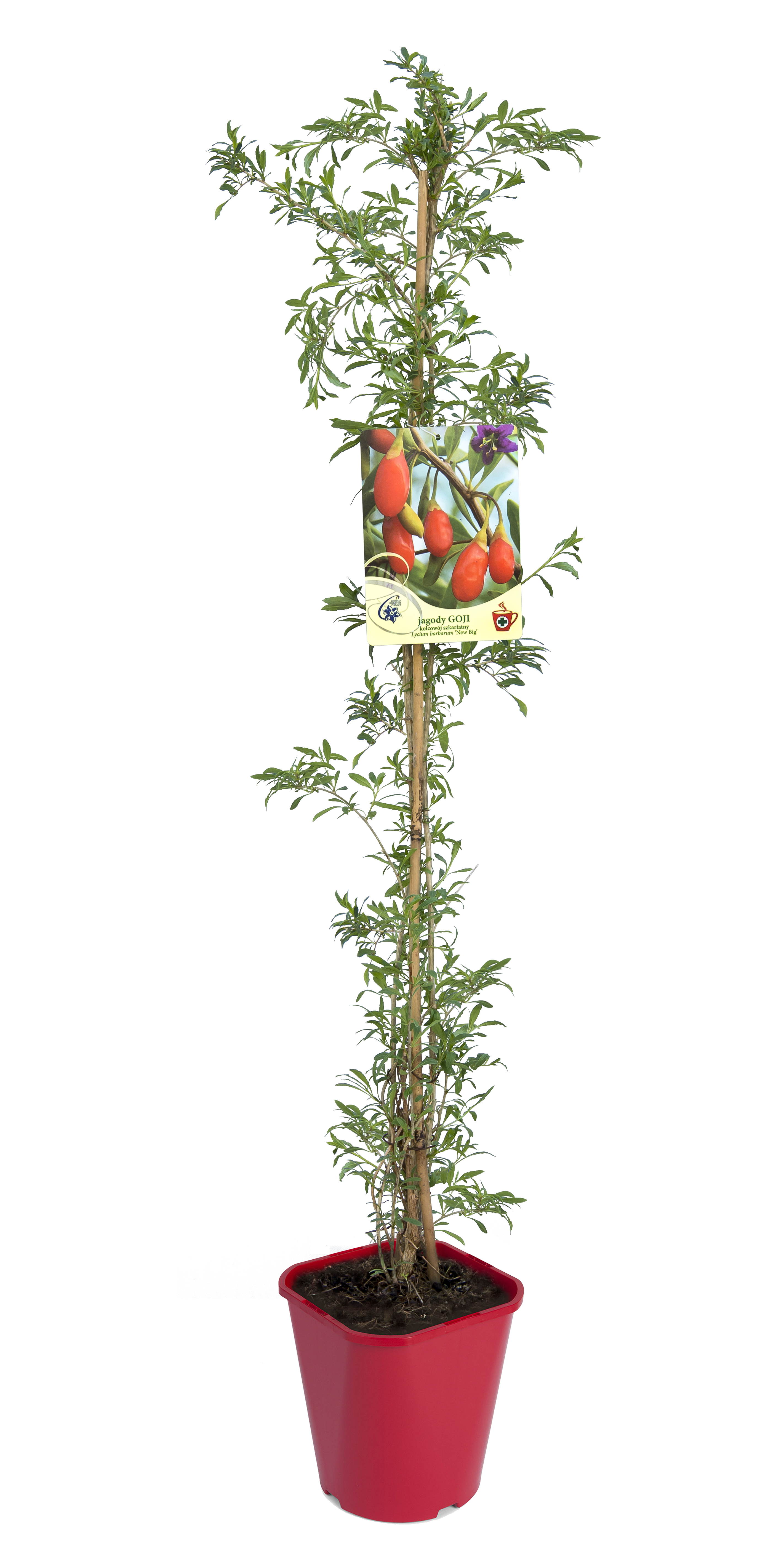 Jagoda goji mix 90 cm