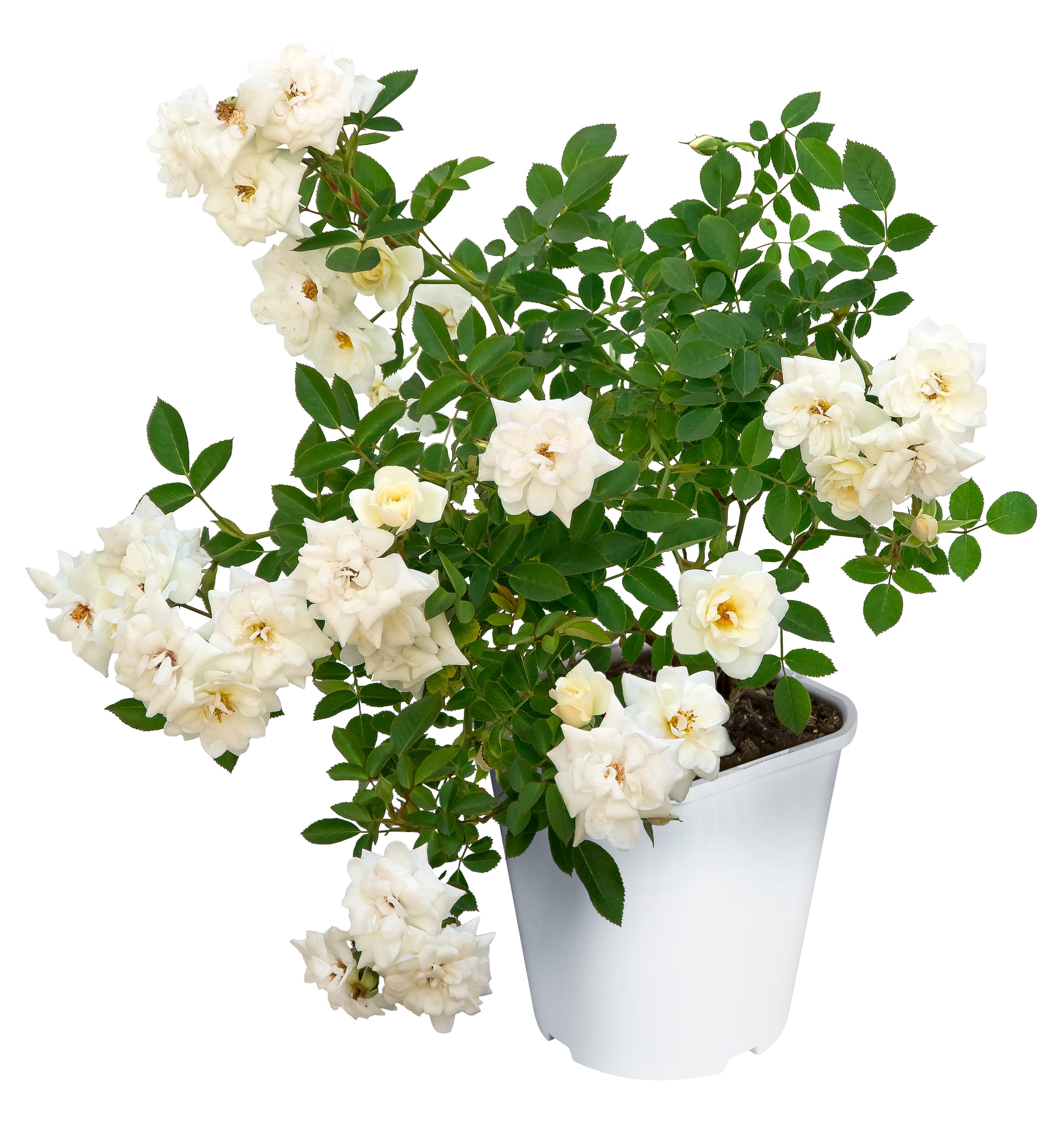 Róża okrywowa mix 30 cm