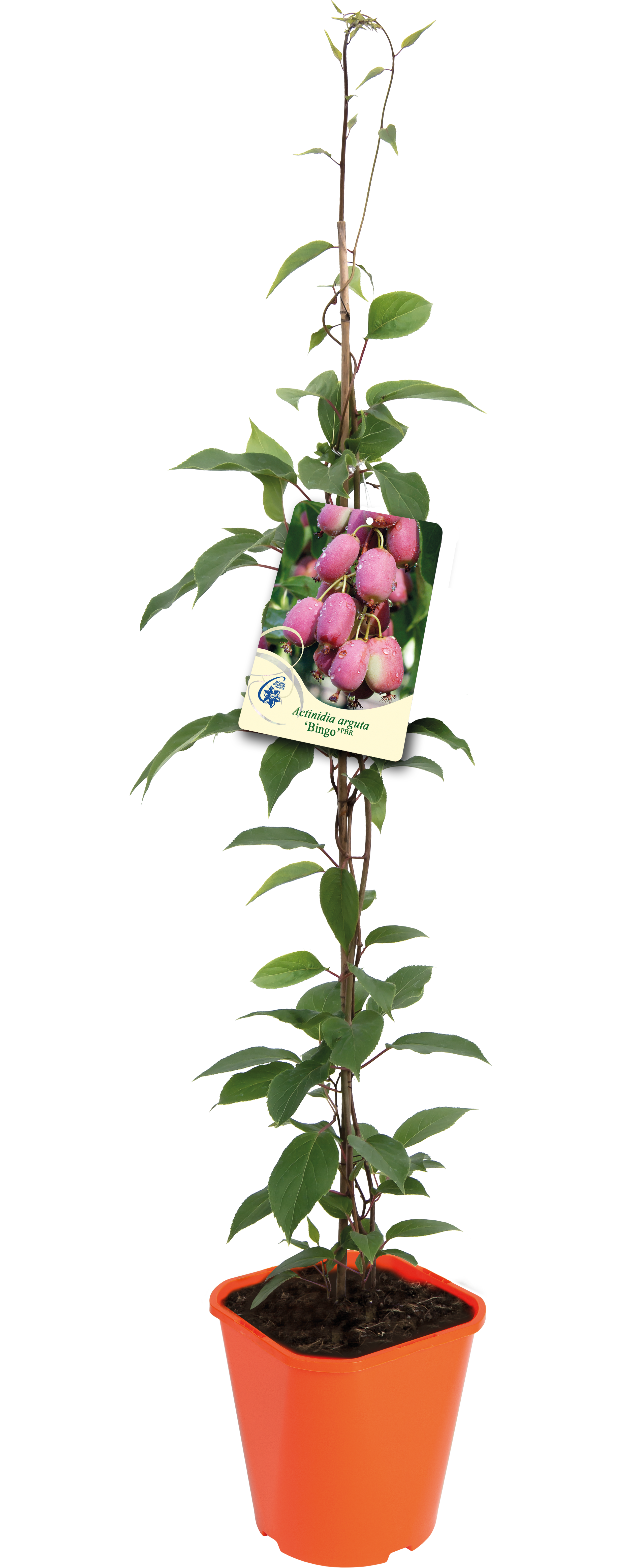 Aktinidia ostrolistna mix 90 cm
