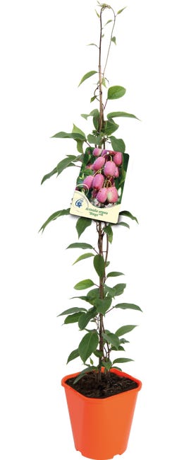 Aktinidia ostrolistna mix 90 cm 45710406