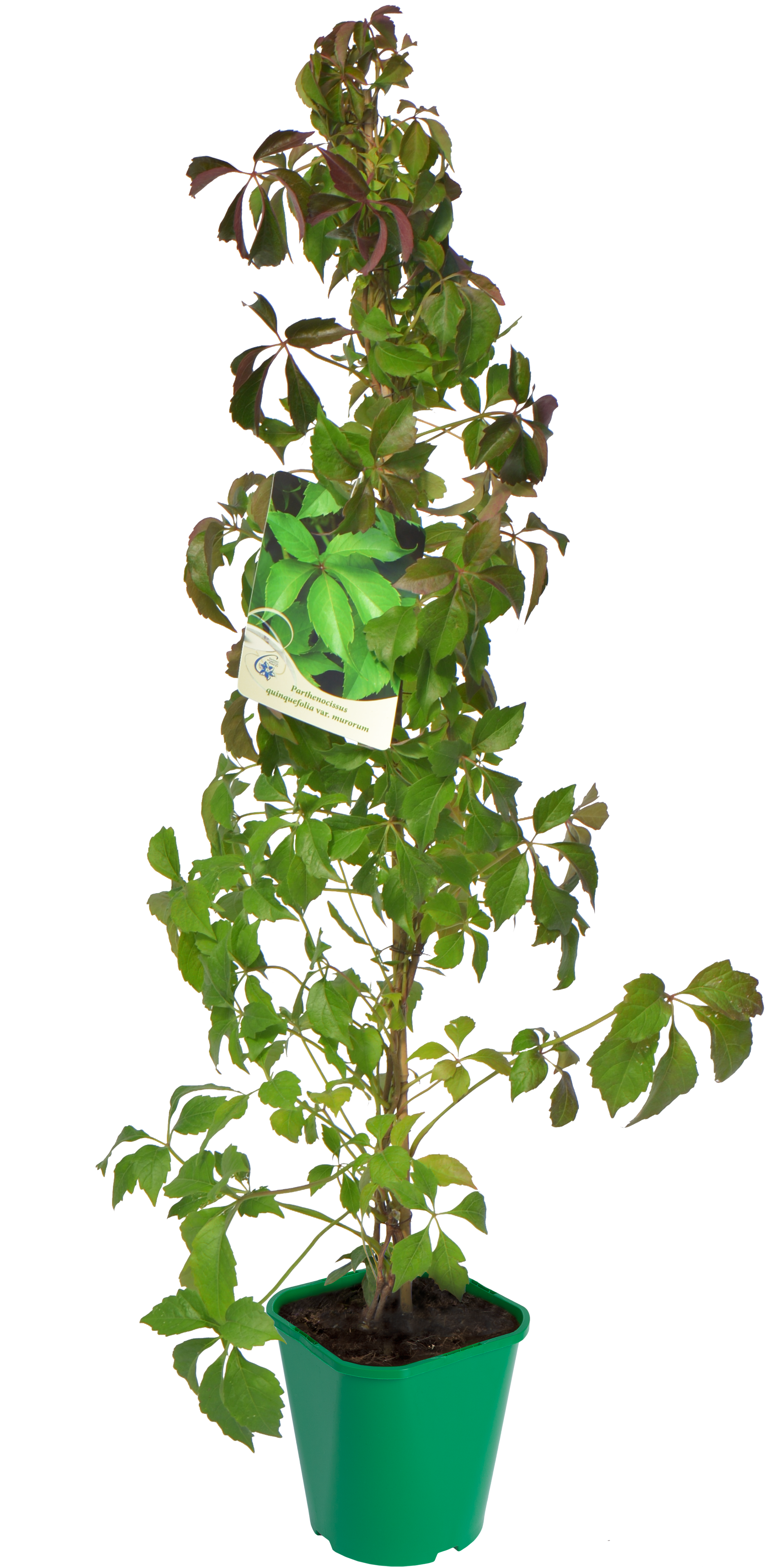 Winobluszcz pięciolistkowy mix 90 cm