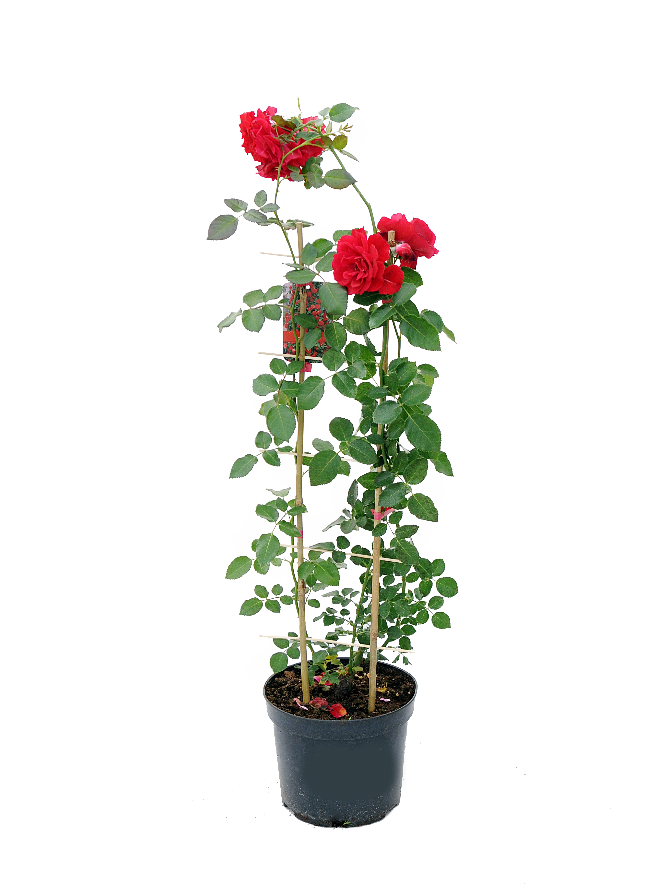 Róża pnąca 100-110 cm