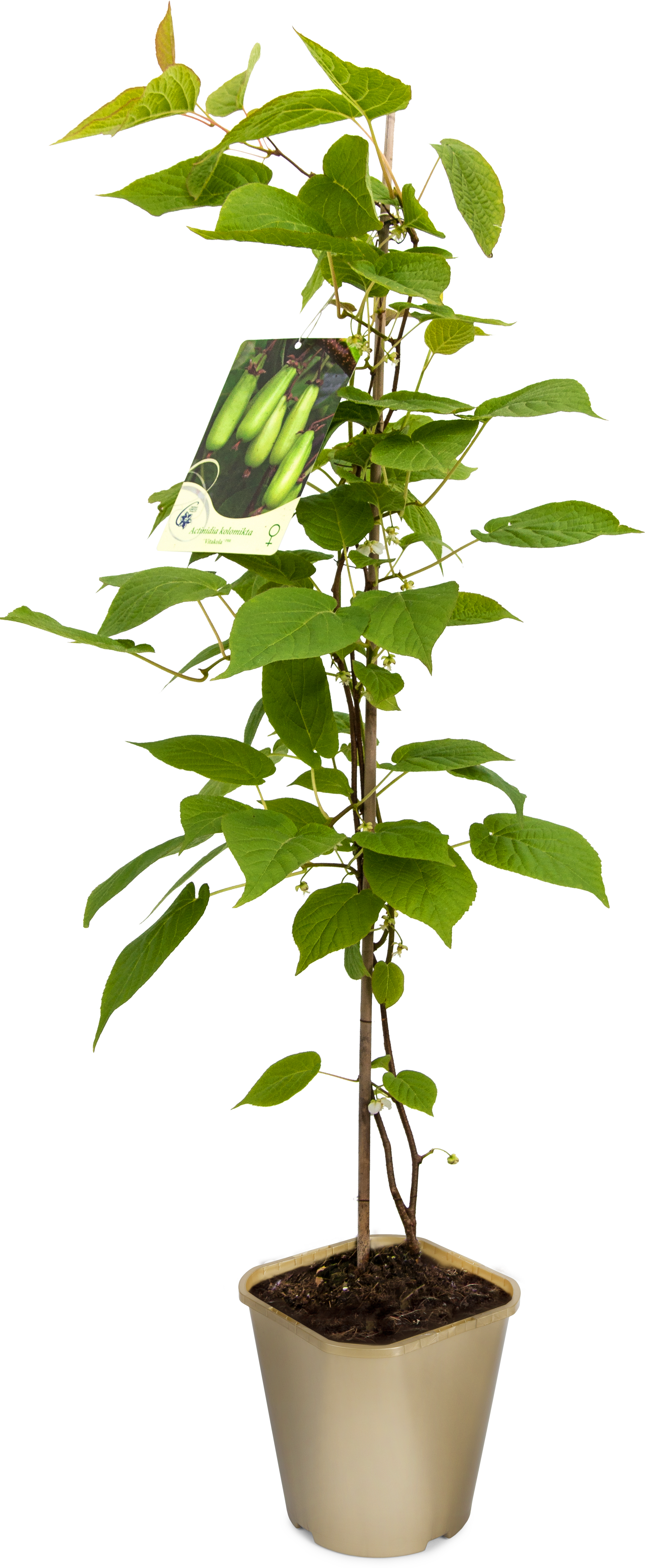 Aktinidia pstrolistna mix 90 cm