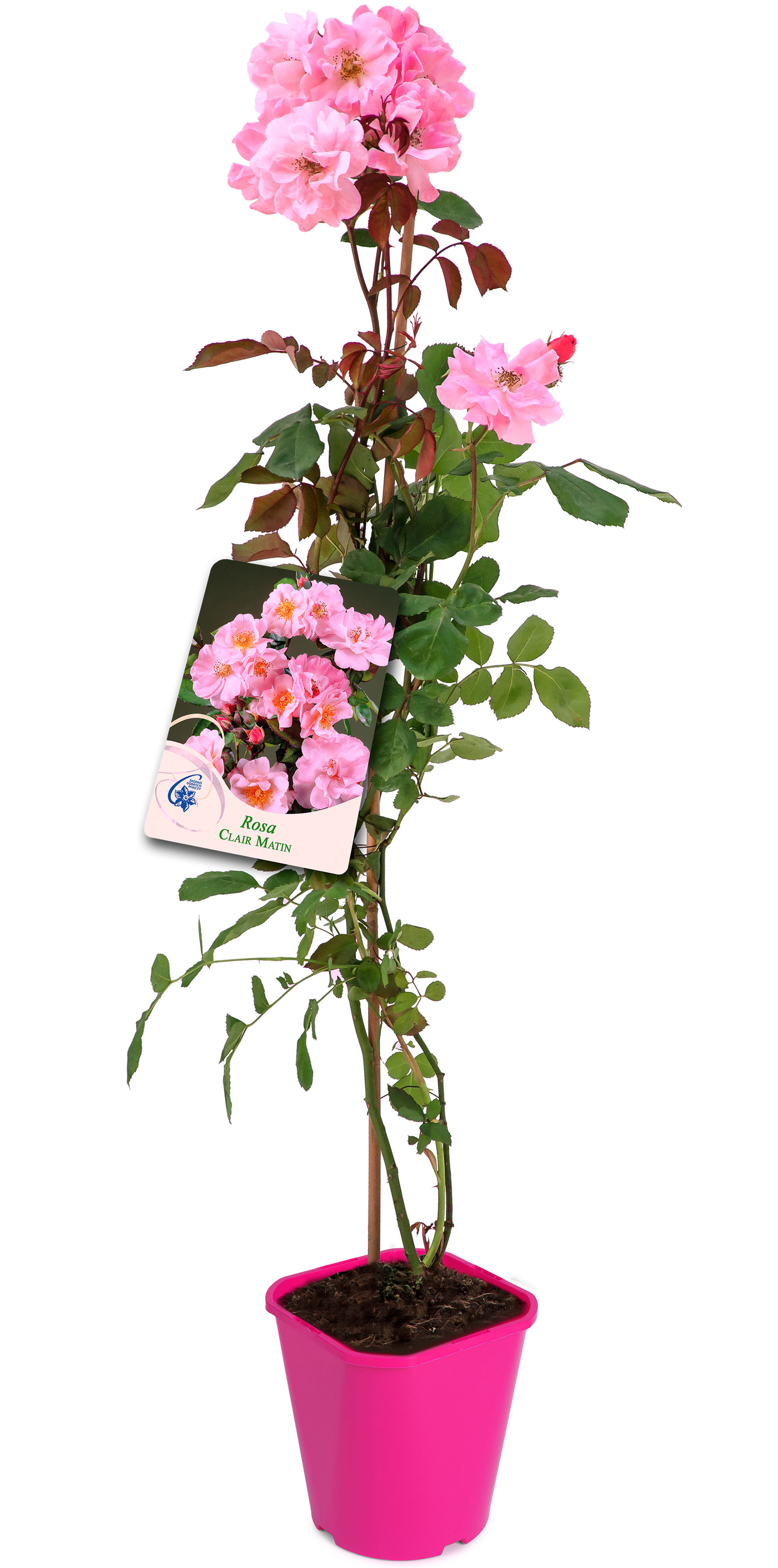 Róża pnąca mix 90 cm