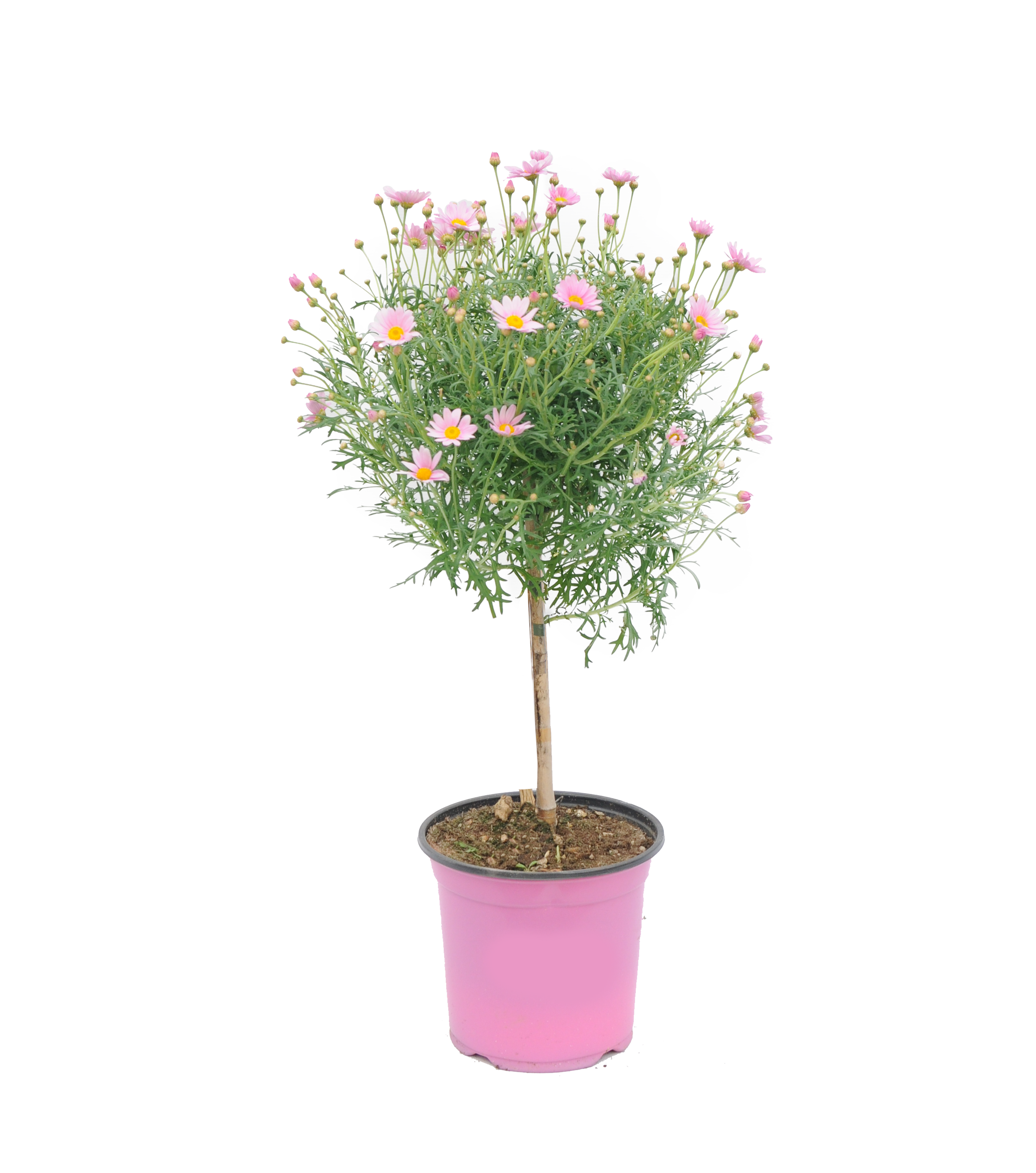 Margerytka (Złocień krzewiasty forma pienna) mix 40 - 50 cm