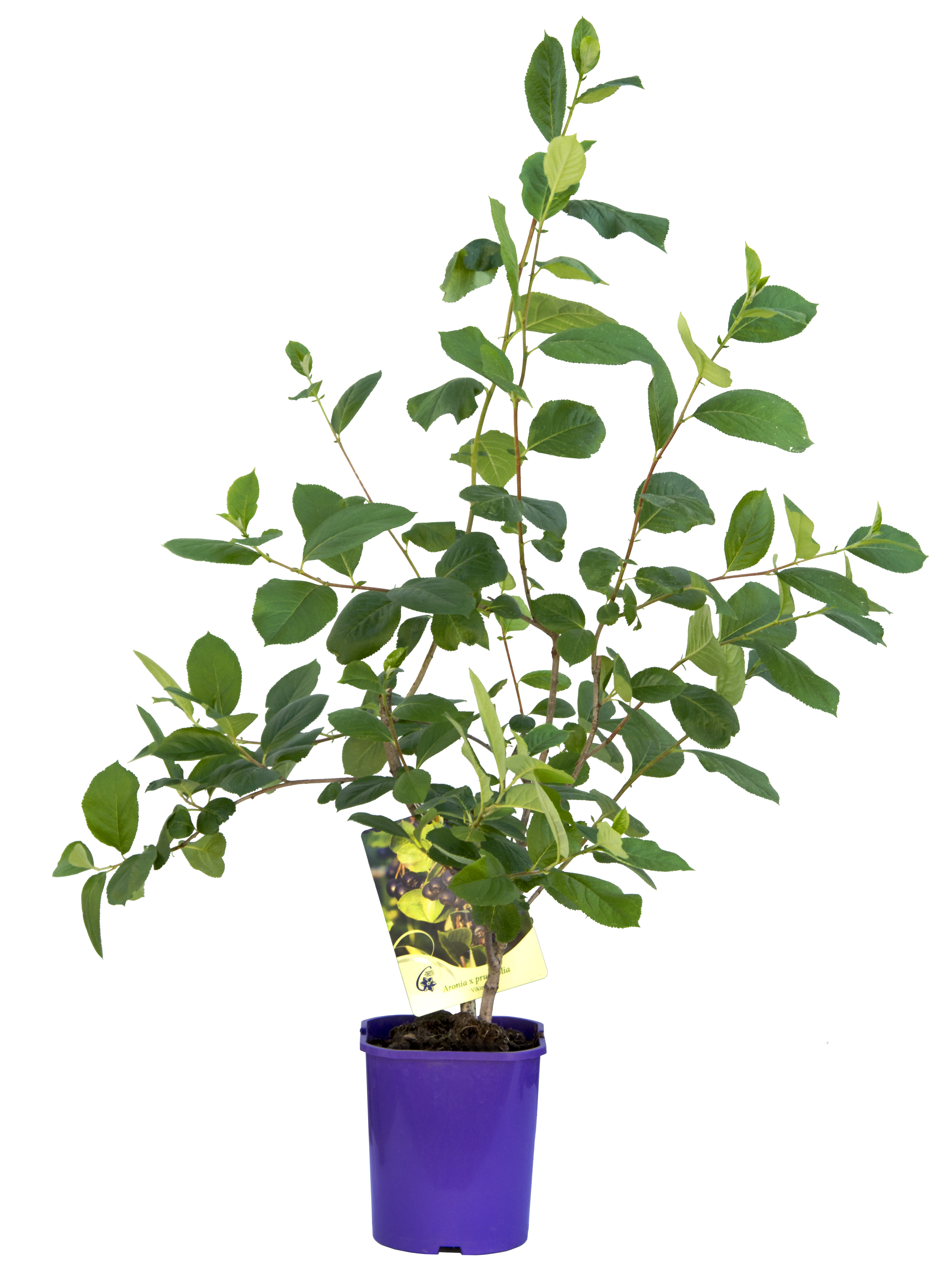 Aronia mix 60 cm