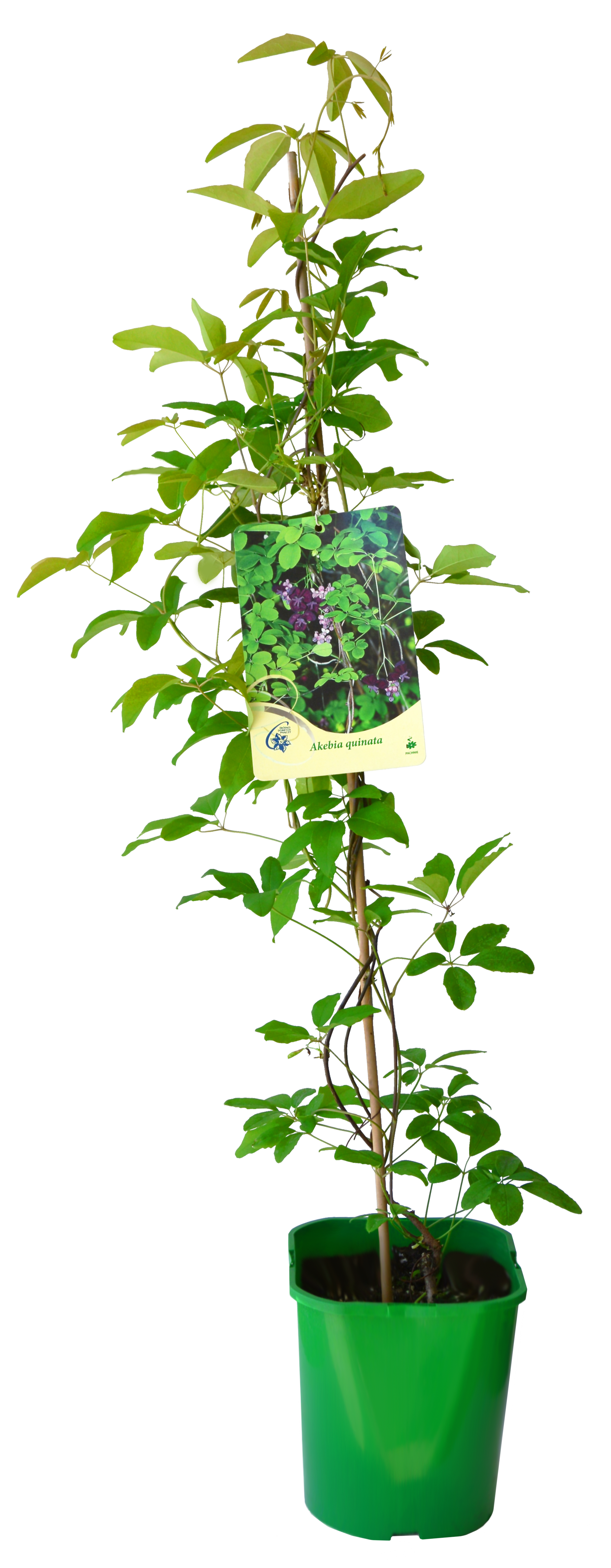 Akebia mix 90 cm