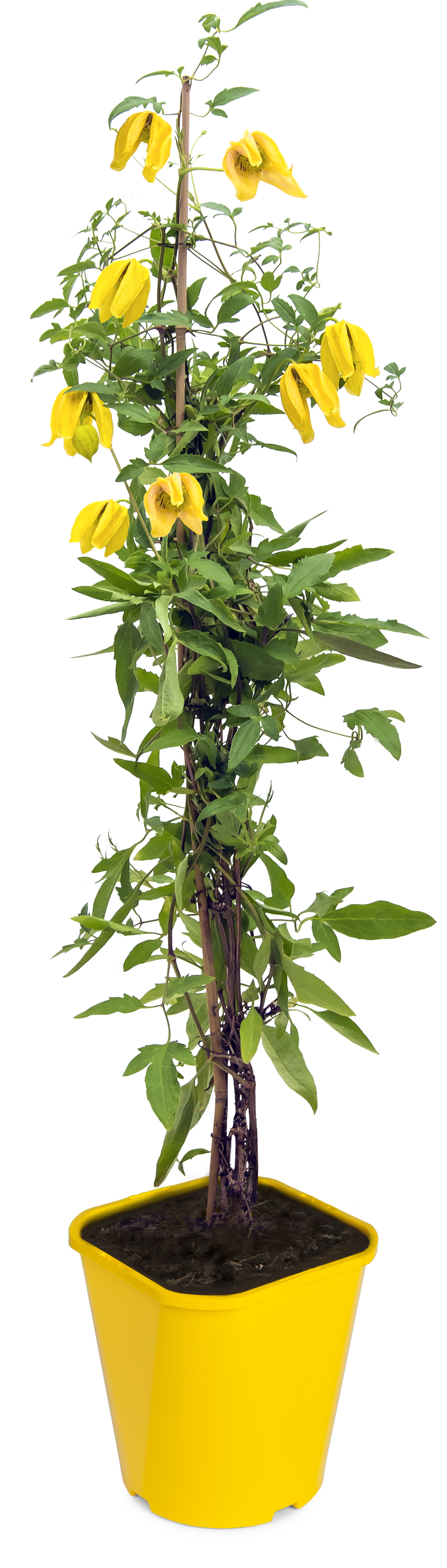 Powojnik botaniczny mix 90 cm