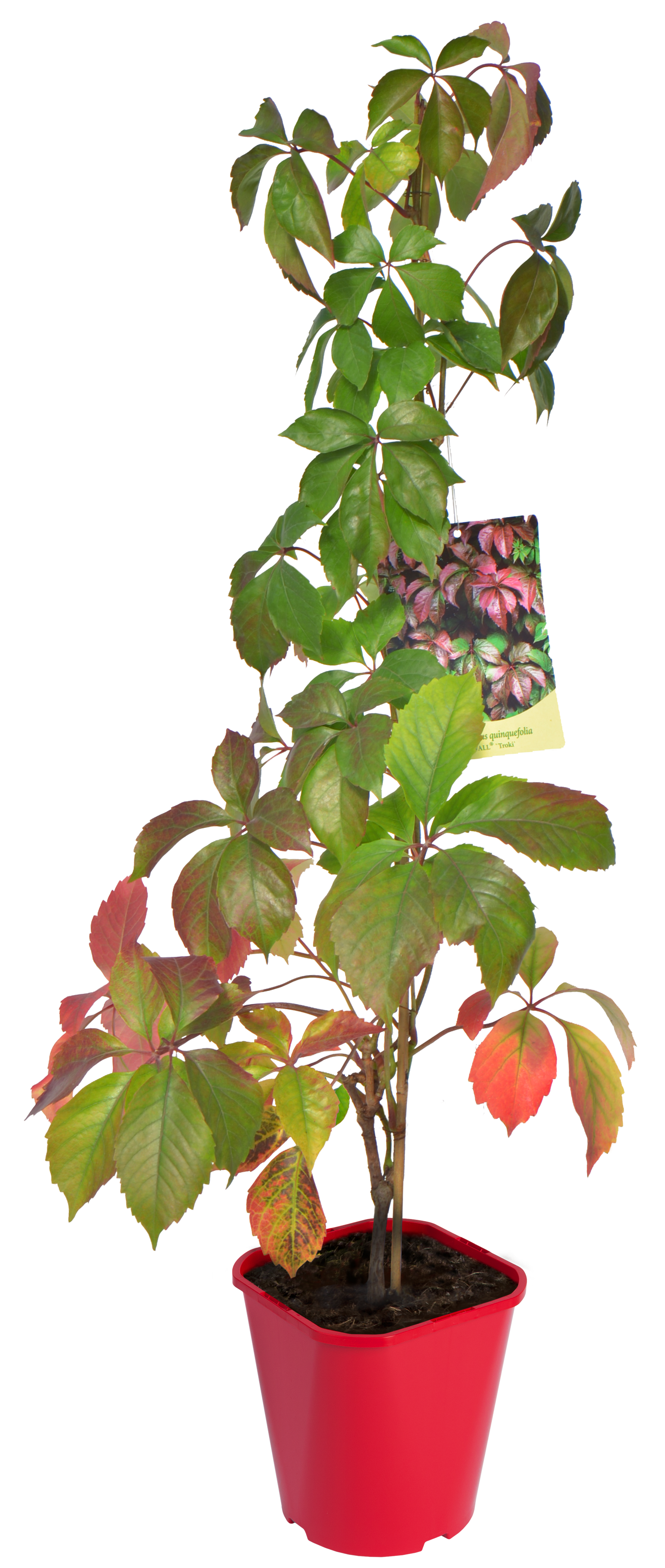 Winobluszcz pięciolistkowy Redwall troki PBR 90 cm