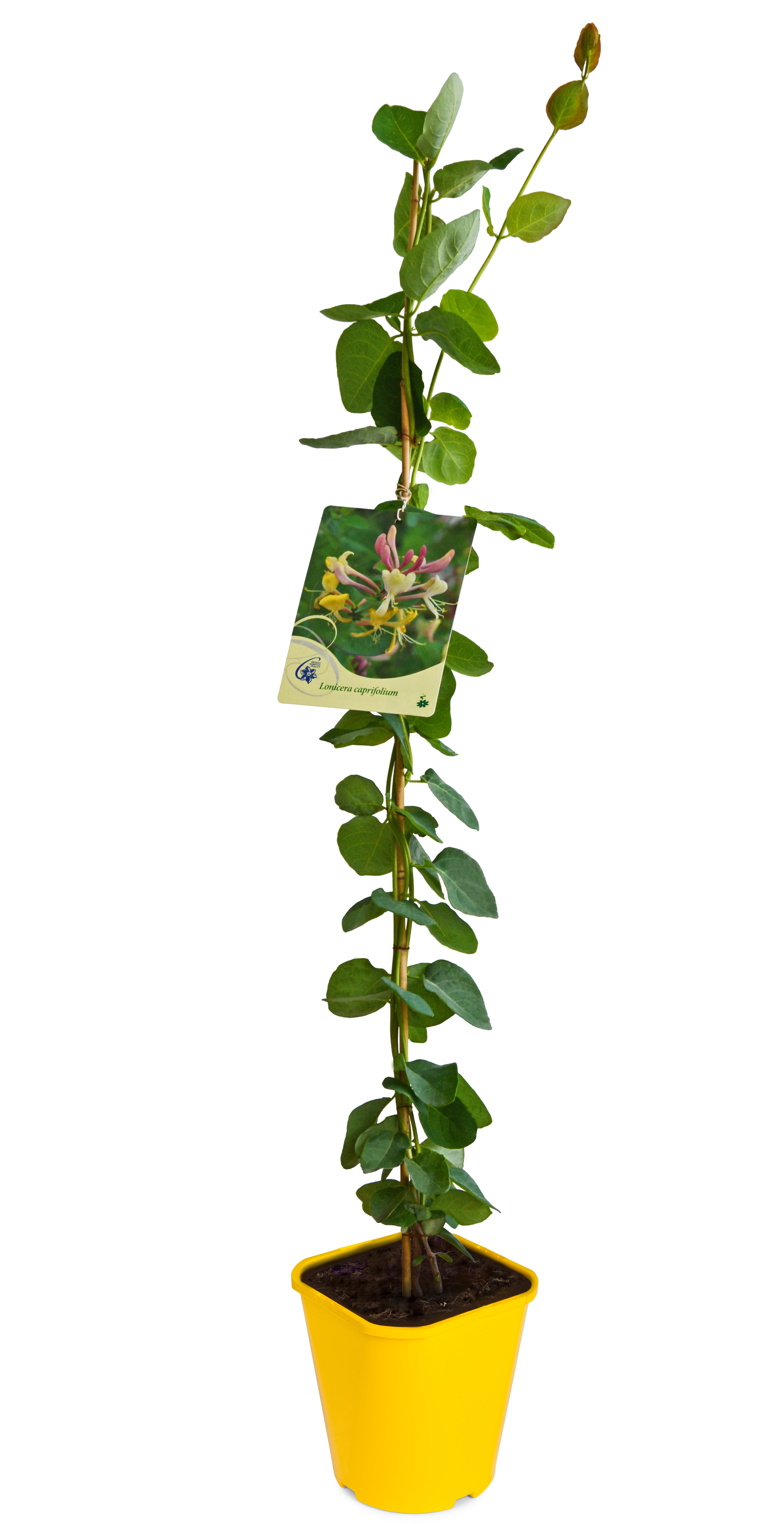 Wiciokrzew łac. Lonicera mix 90 cm