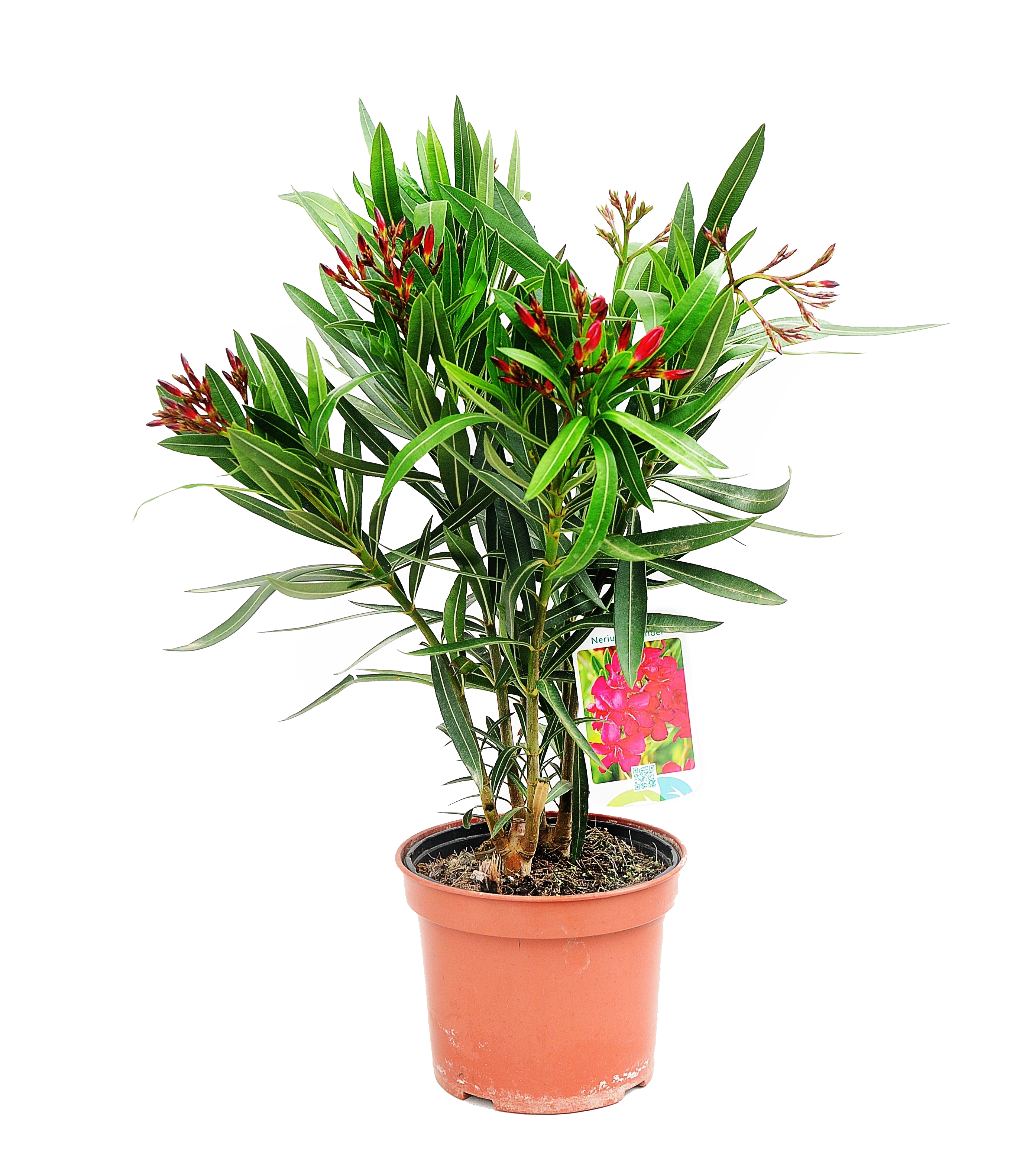 Oleander pospolity mix 40-50 cm