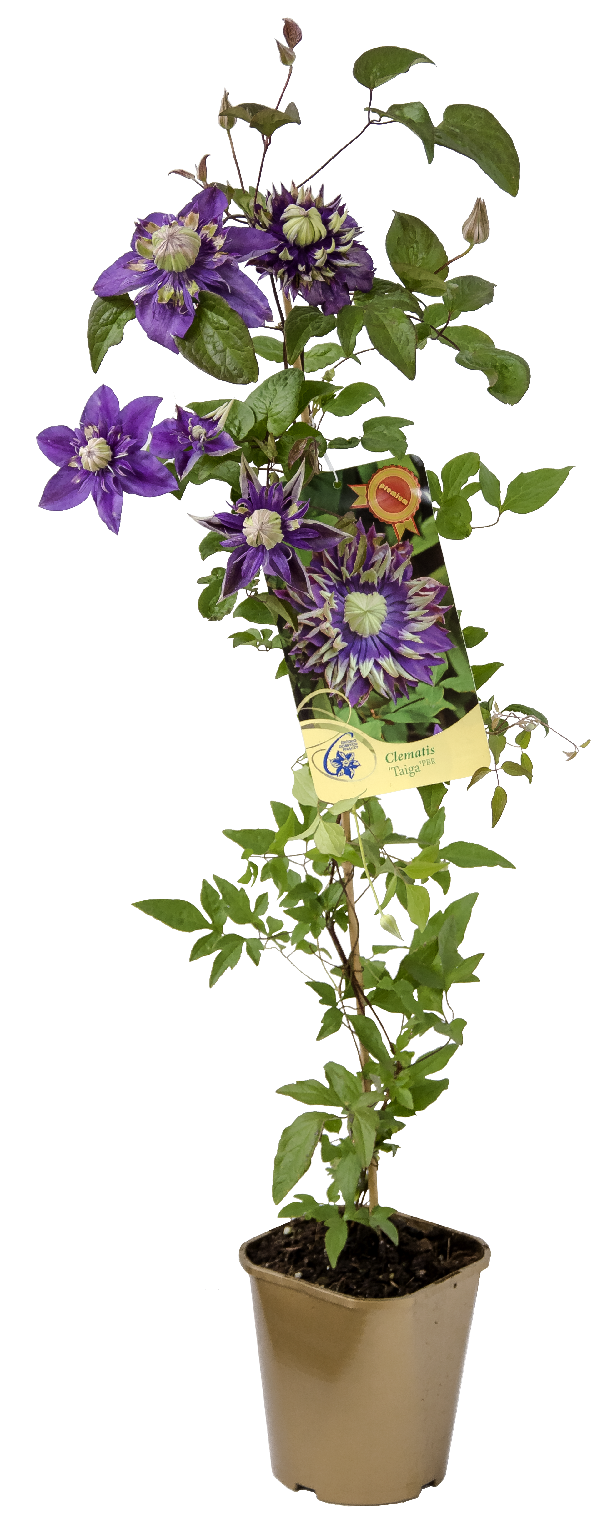 Powojnik Premium mix 90 cm