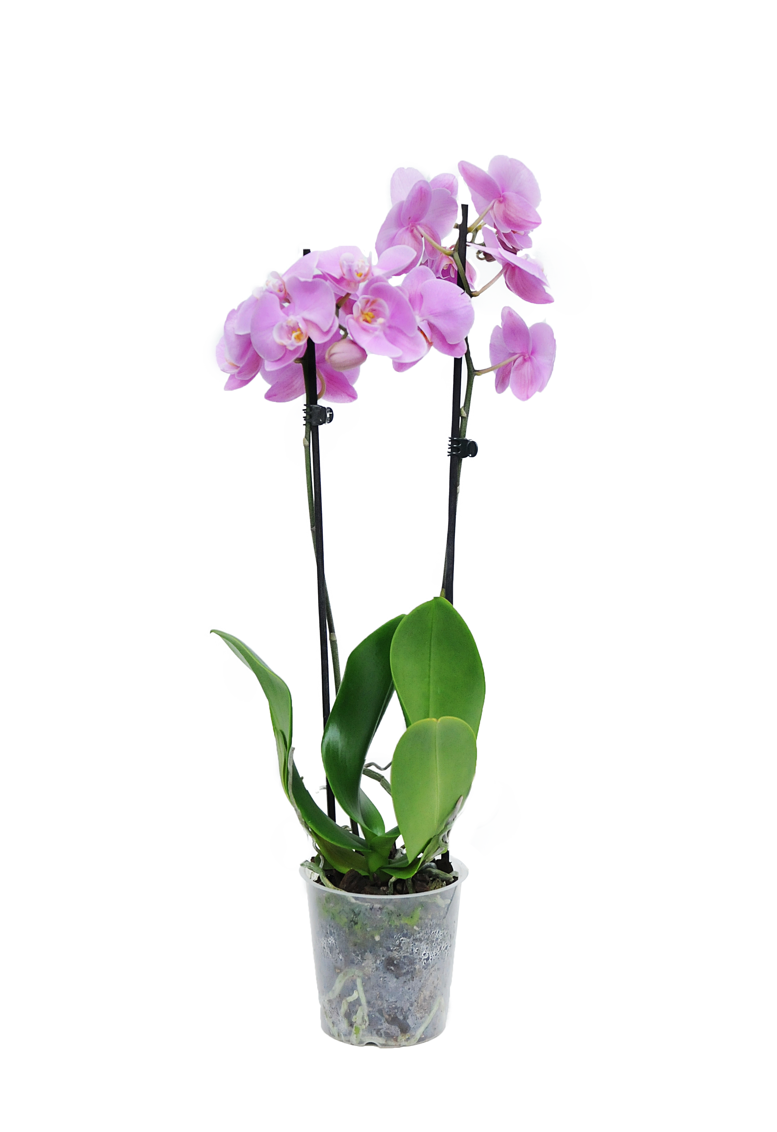 Storczyk Falenopsis mix 60-70cm 2 pędy